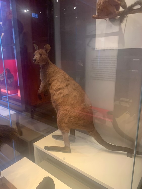 Eastern grey kangaroo (taxidermised)