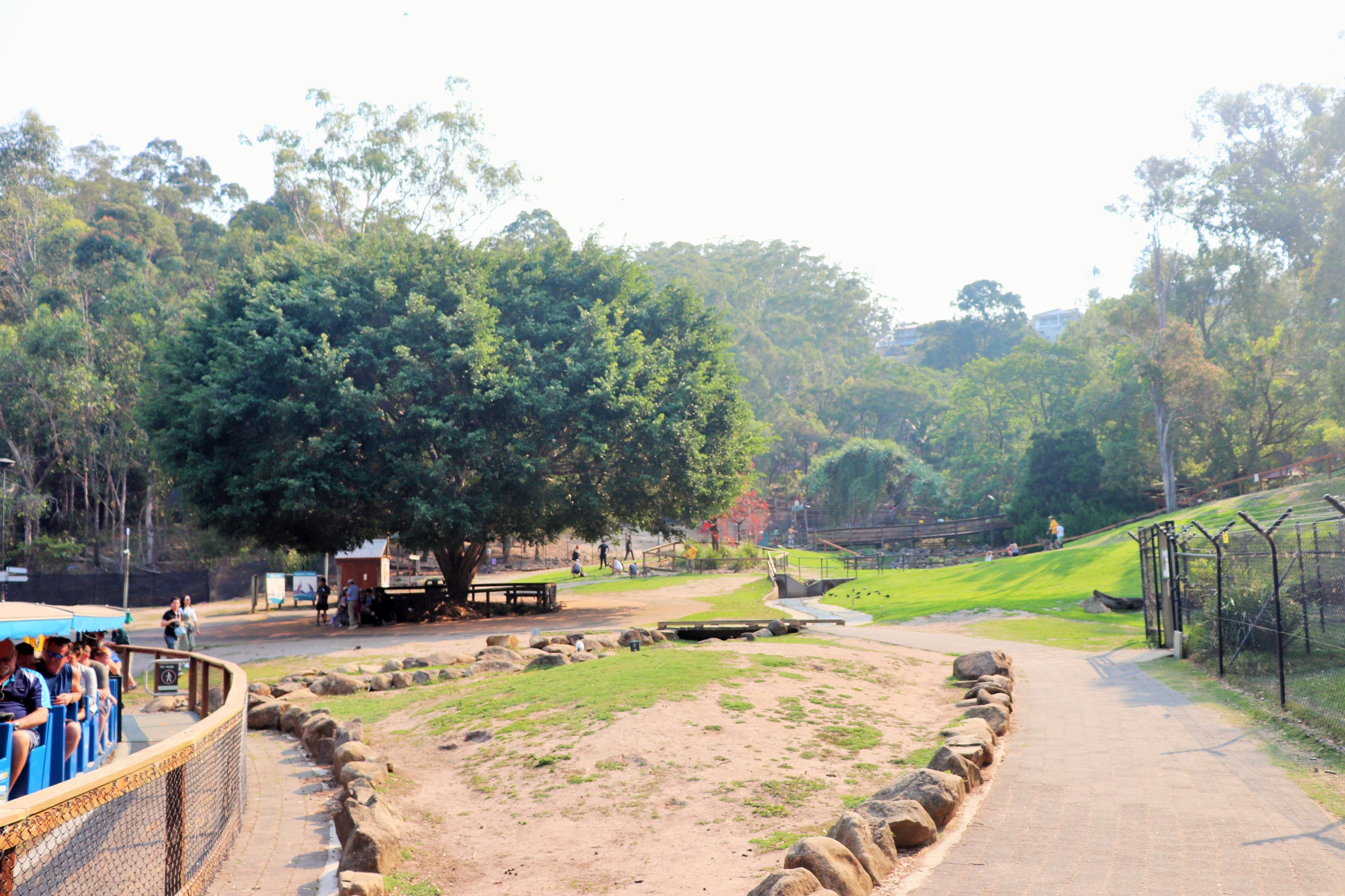 Eastern Grey Kangaroo Walk-through