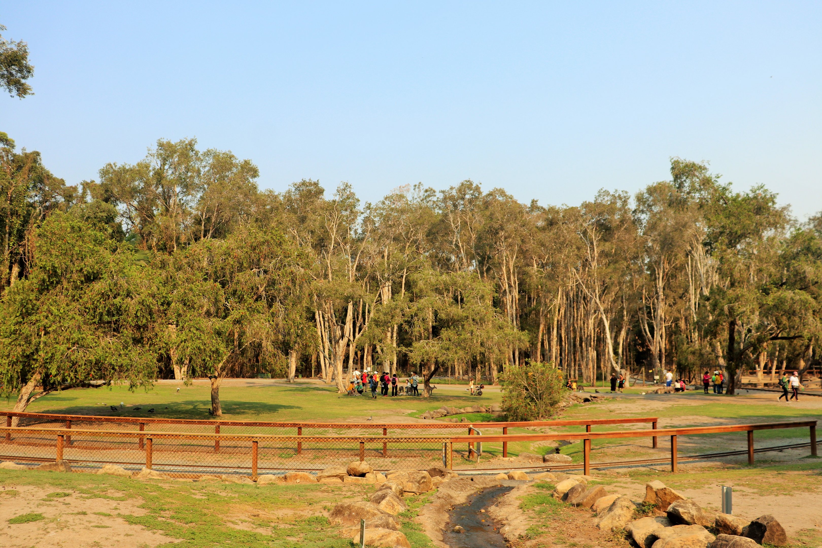 Eastern Grey Kangaroo Walk-through