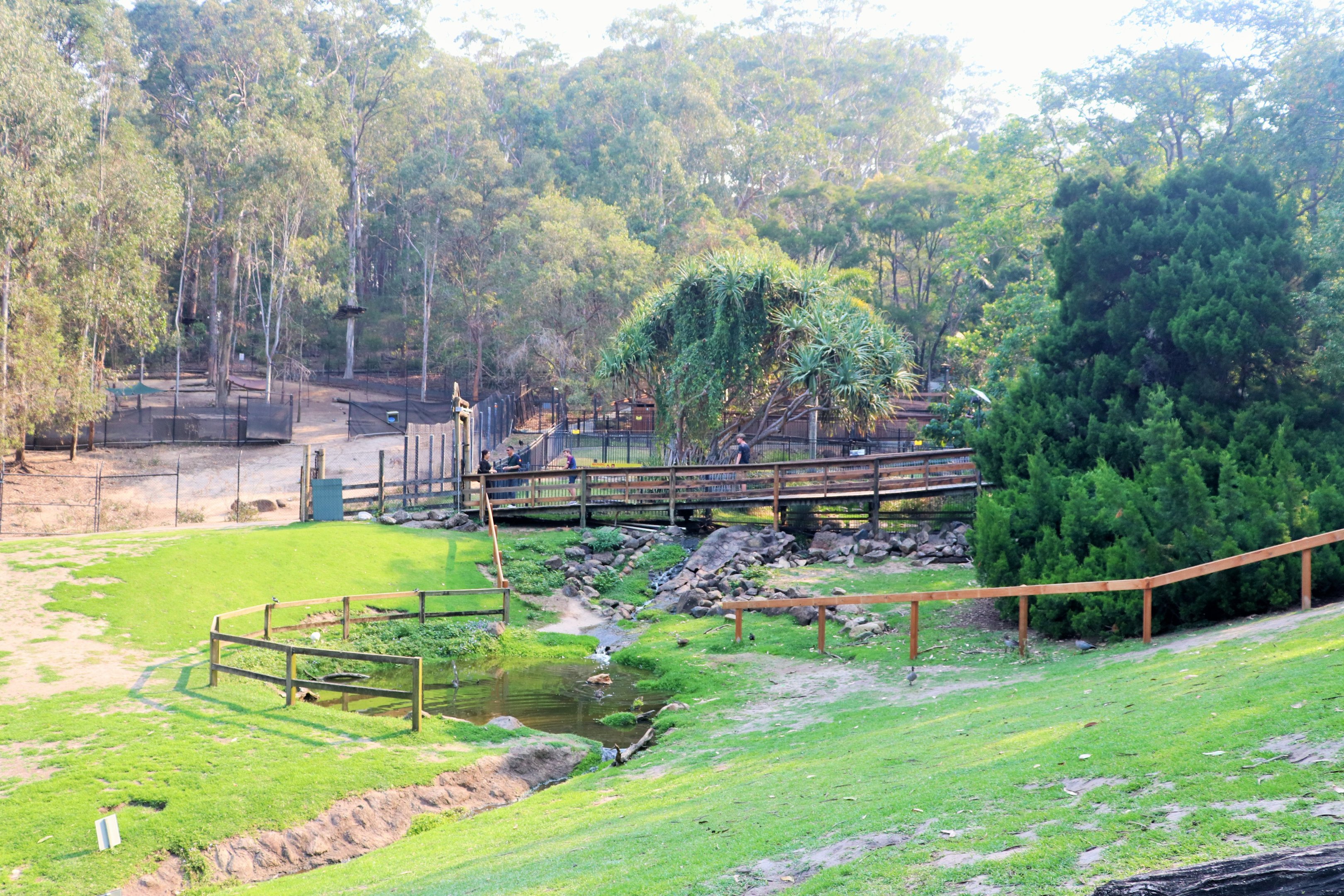 Eastern Grey Kangaroo Walk-through