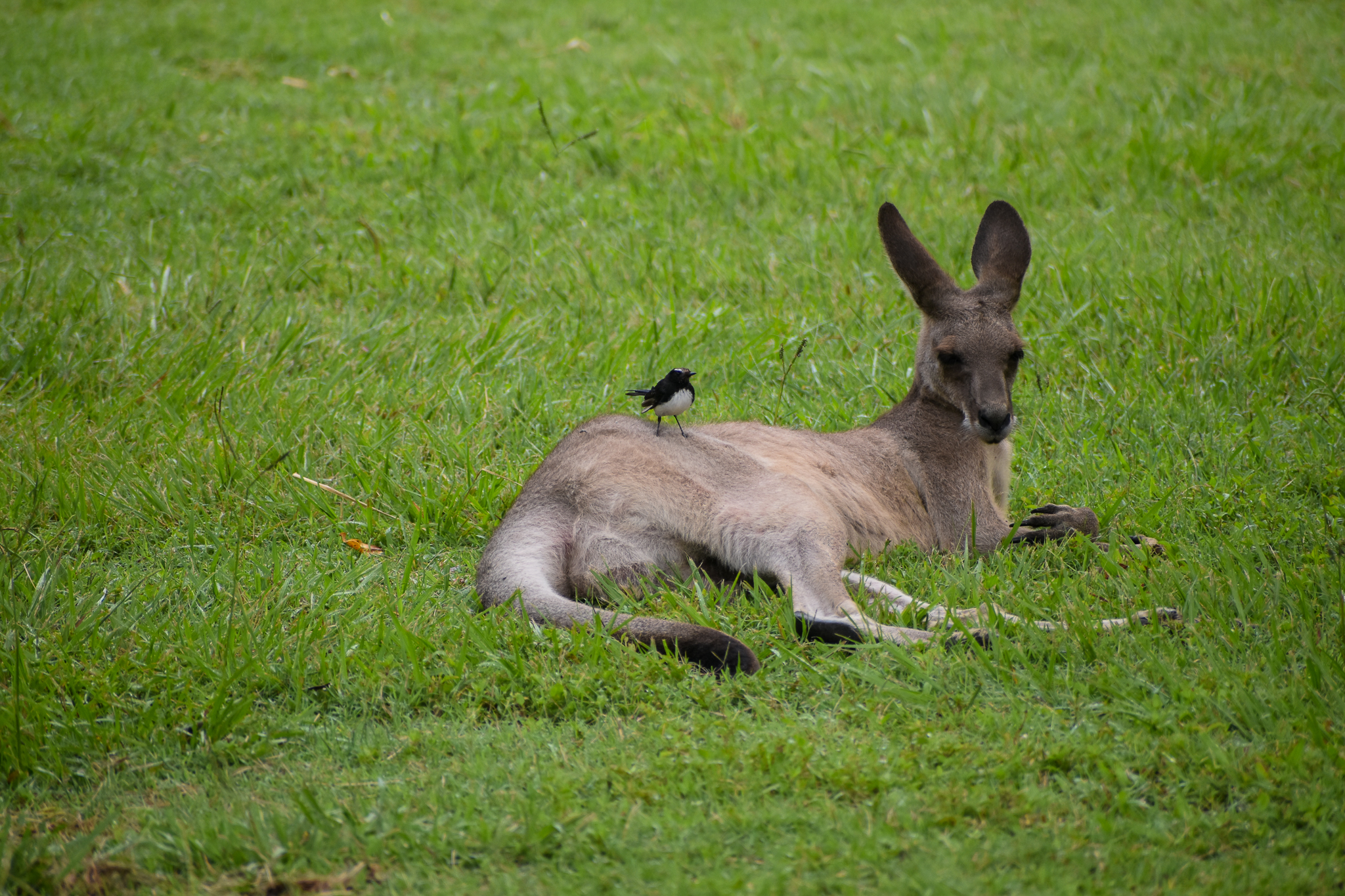 Eastern Grey Kangaroo with Willie-Wagtail