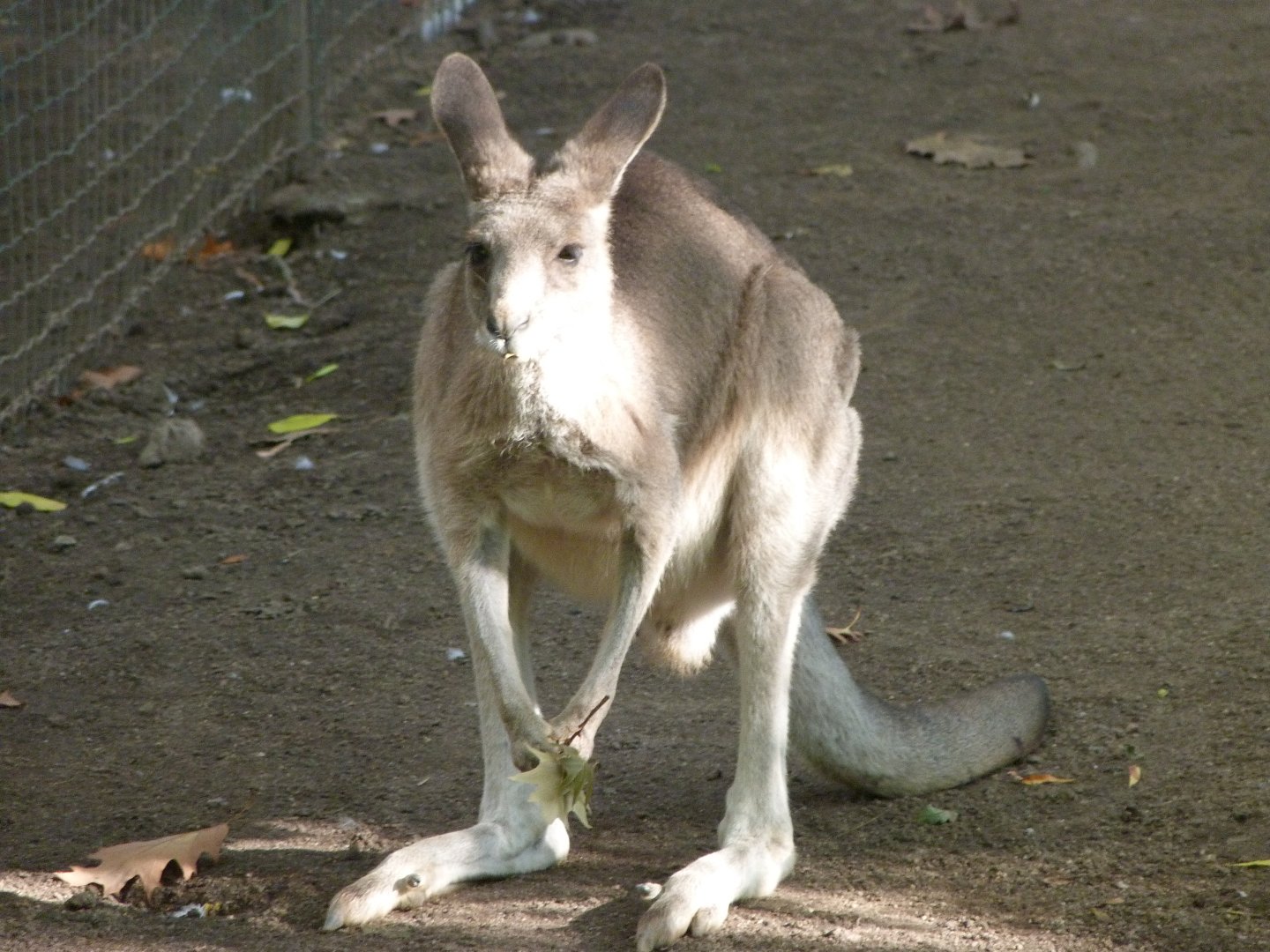 Eastern grey kangaroo -Zoo Plzeň (2025)