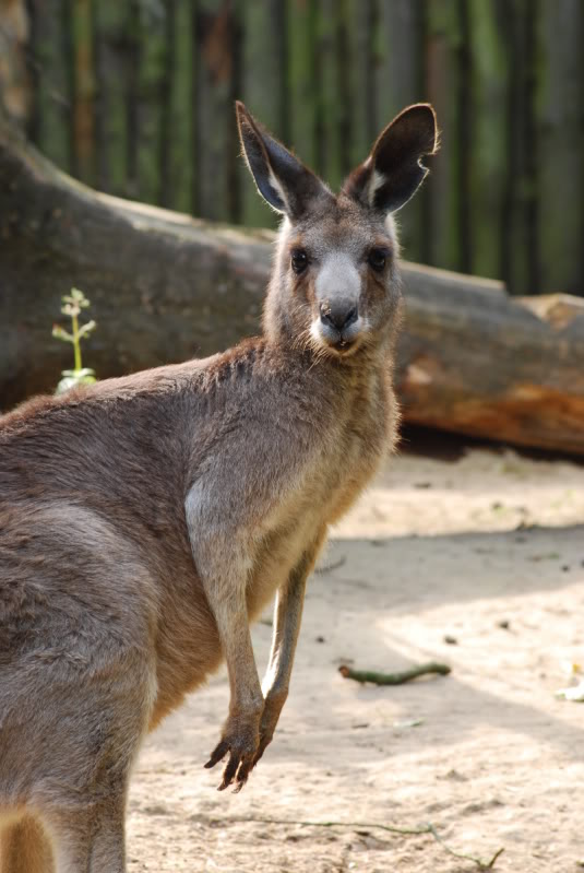 Eastern grey kangaroo