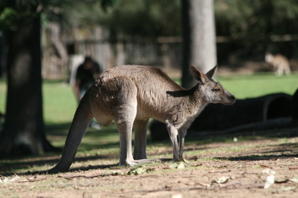 Eastern Grey Kangaroo