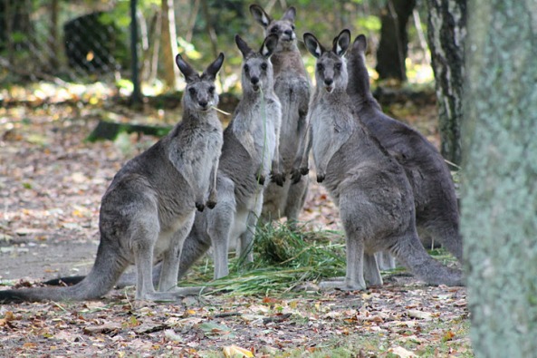Eastern Grey Kangaroo