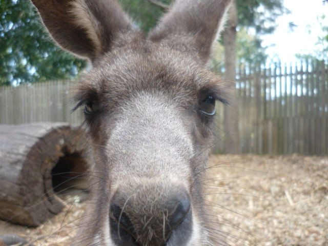 Eastern Grey Kangaroo