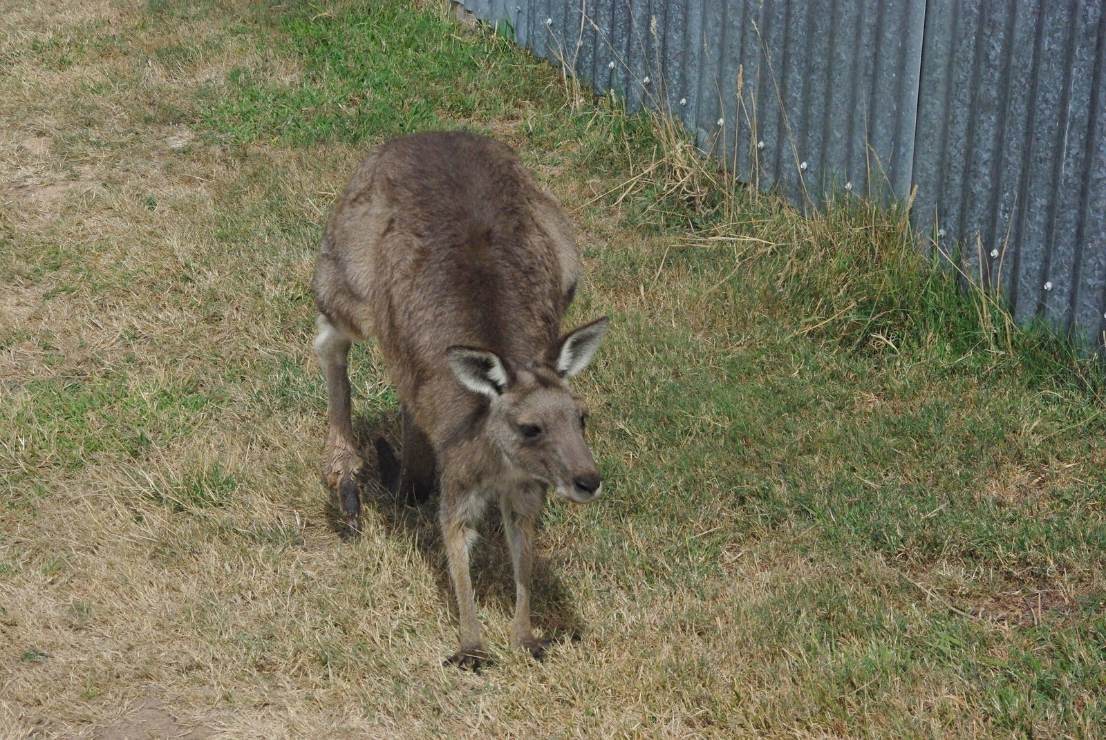Eastern Grey Kangaroo