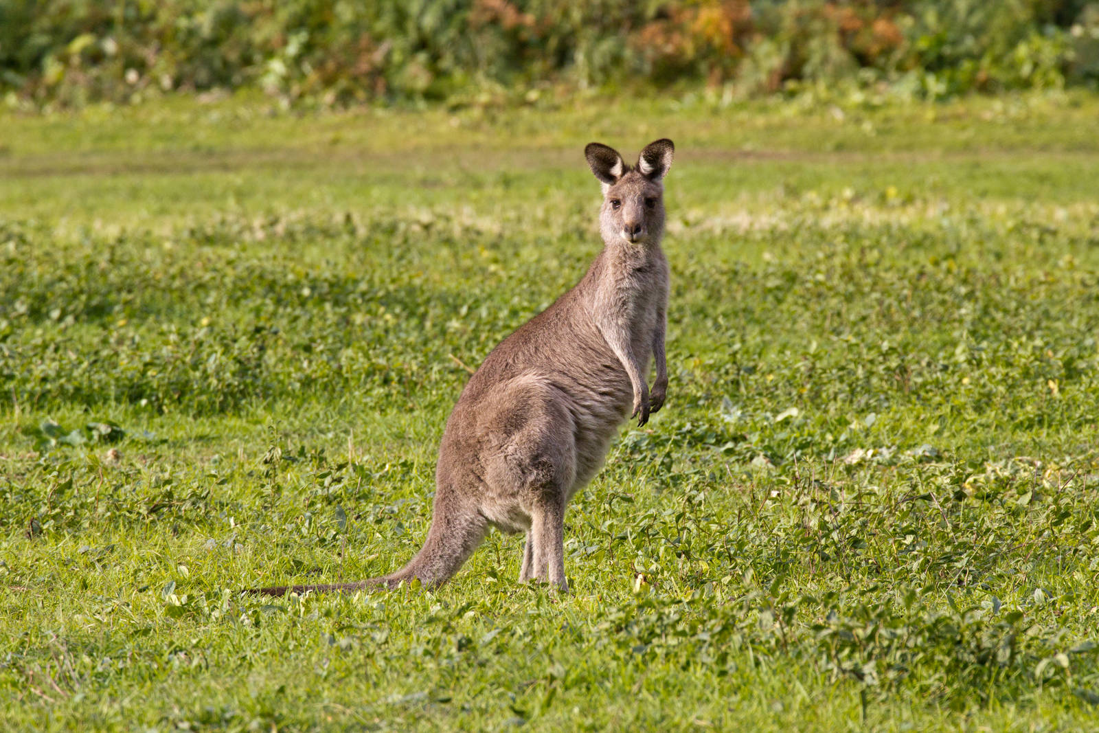 Eastern Grey Kangaroo