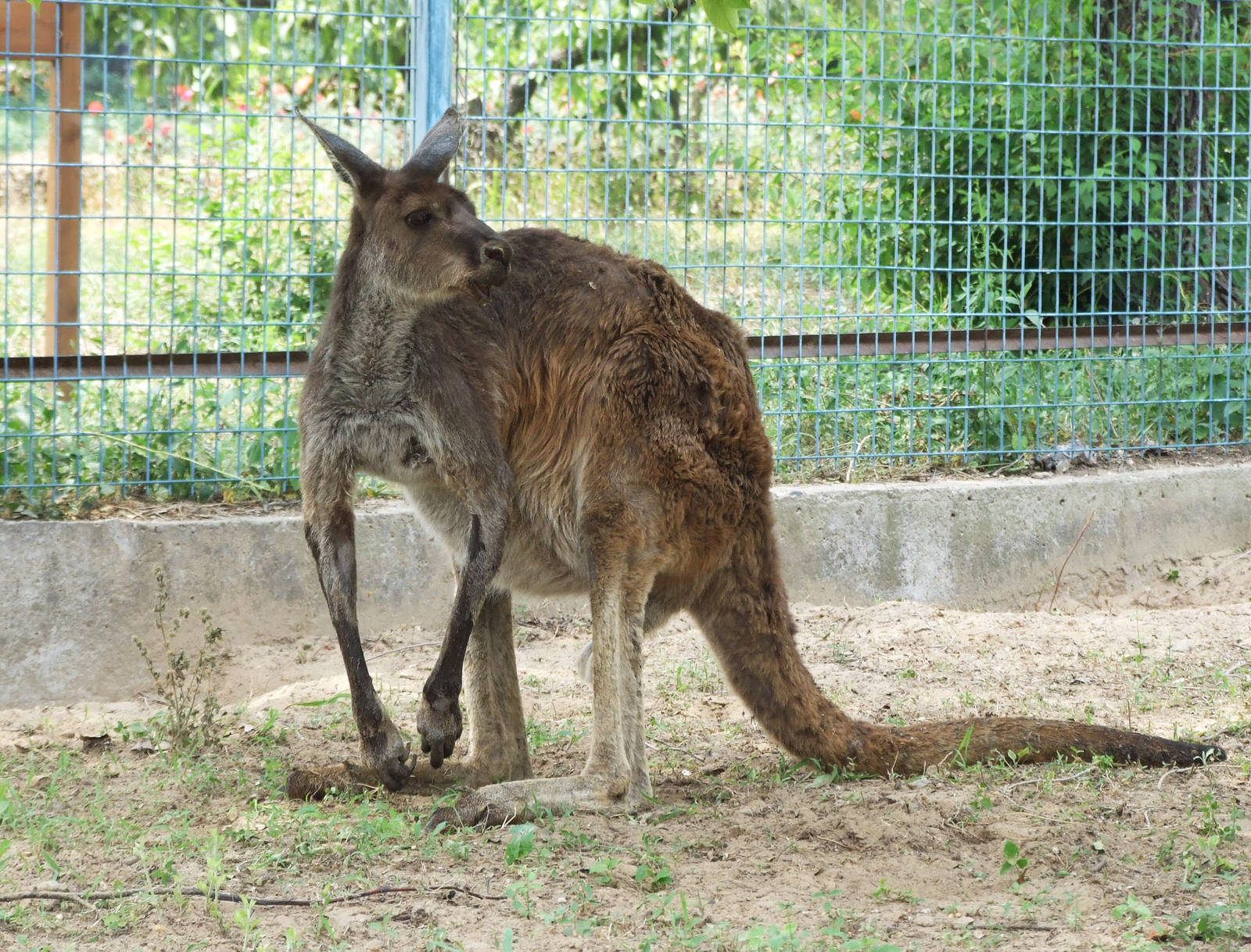 Eastern grey kangaroo