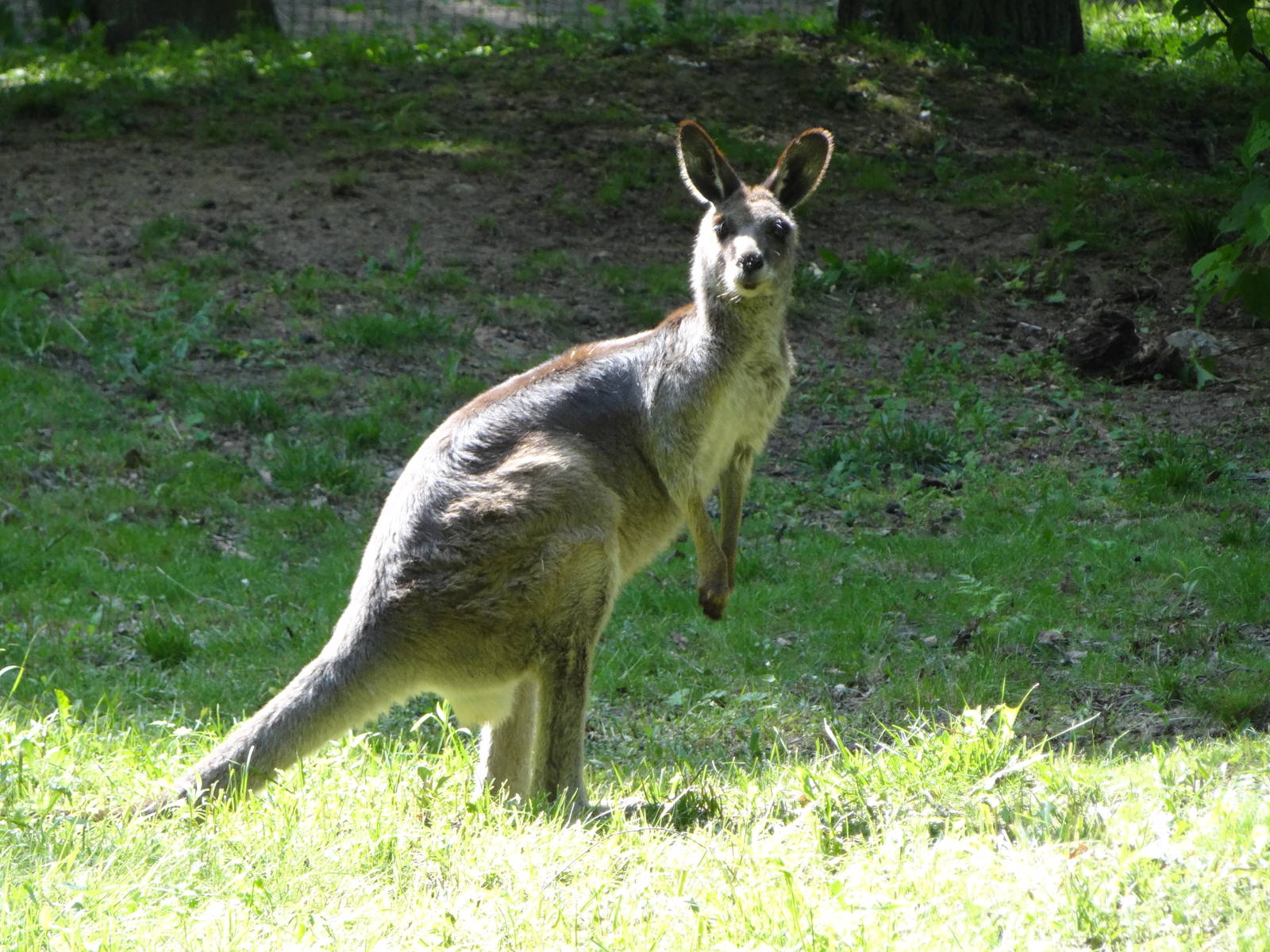 Eastern Grey Kangaroo