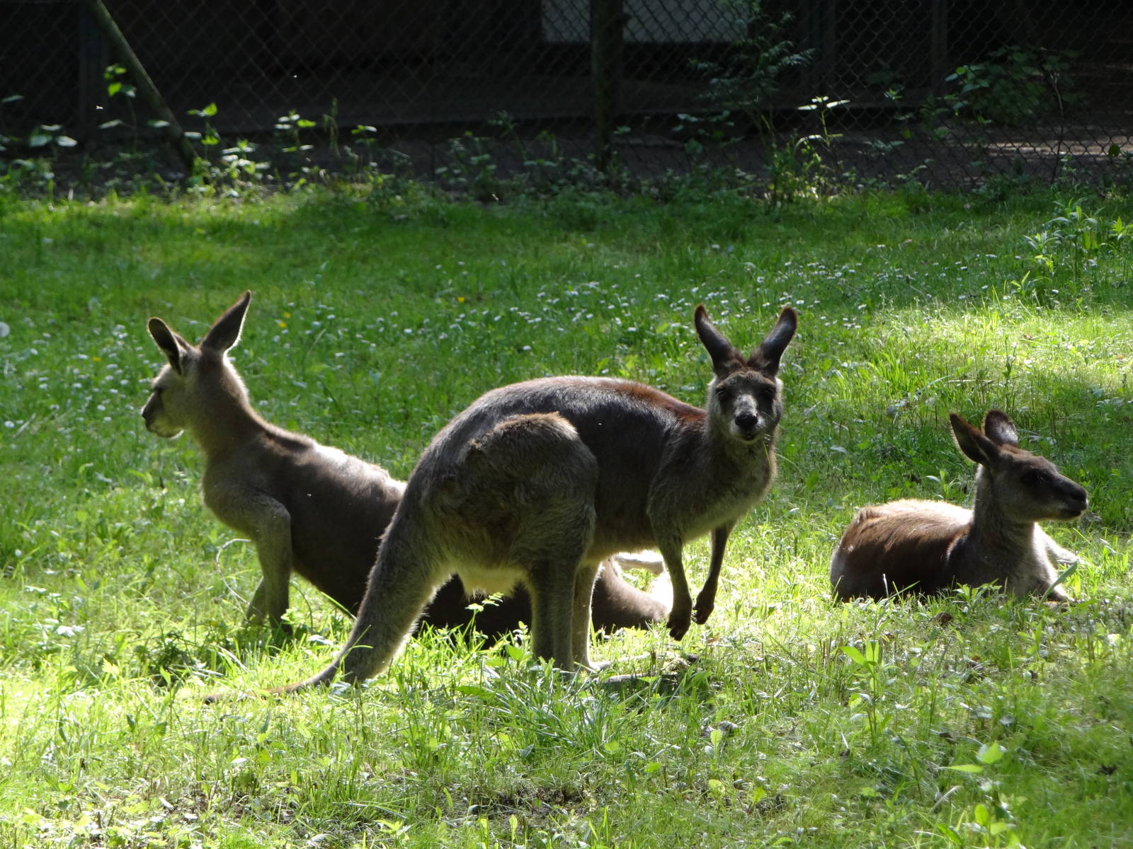 Eastern Grey Kangaroo