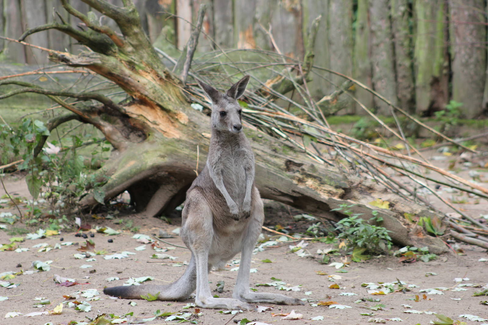Eastern grey kangaroo