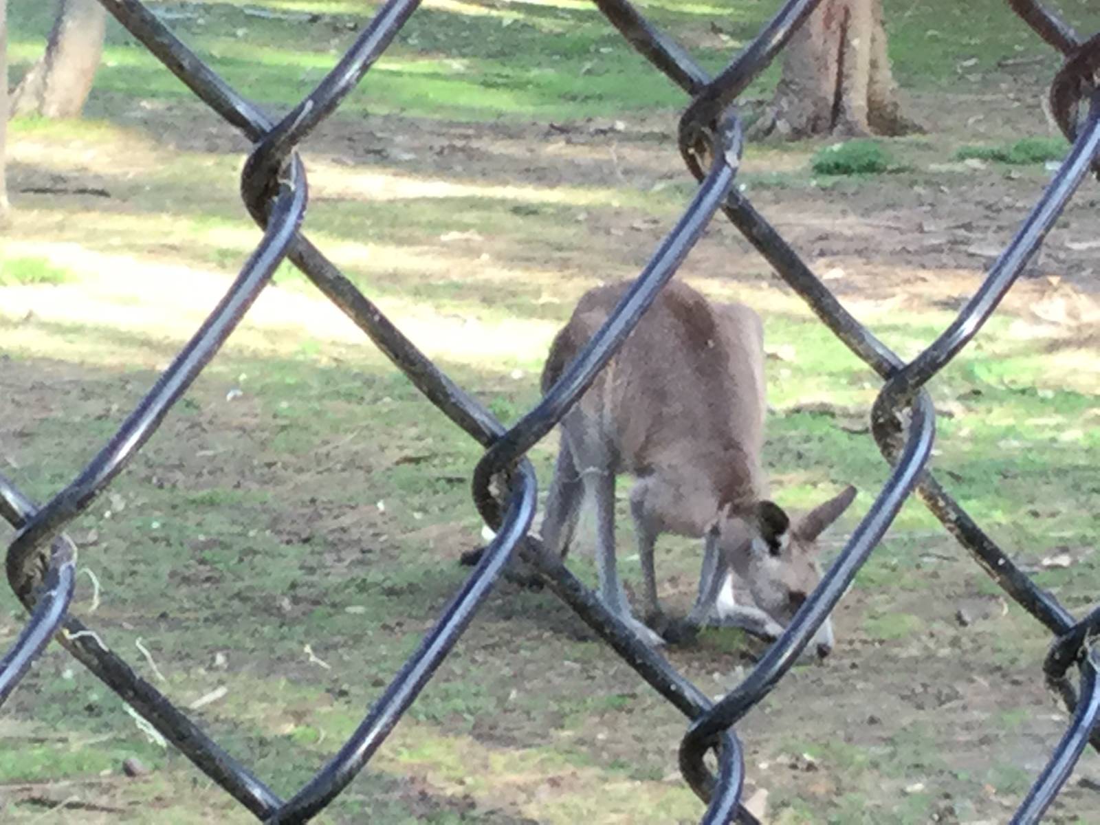 Eastern grey kangaroo