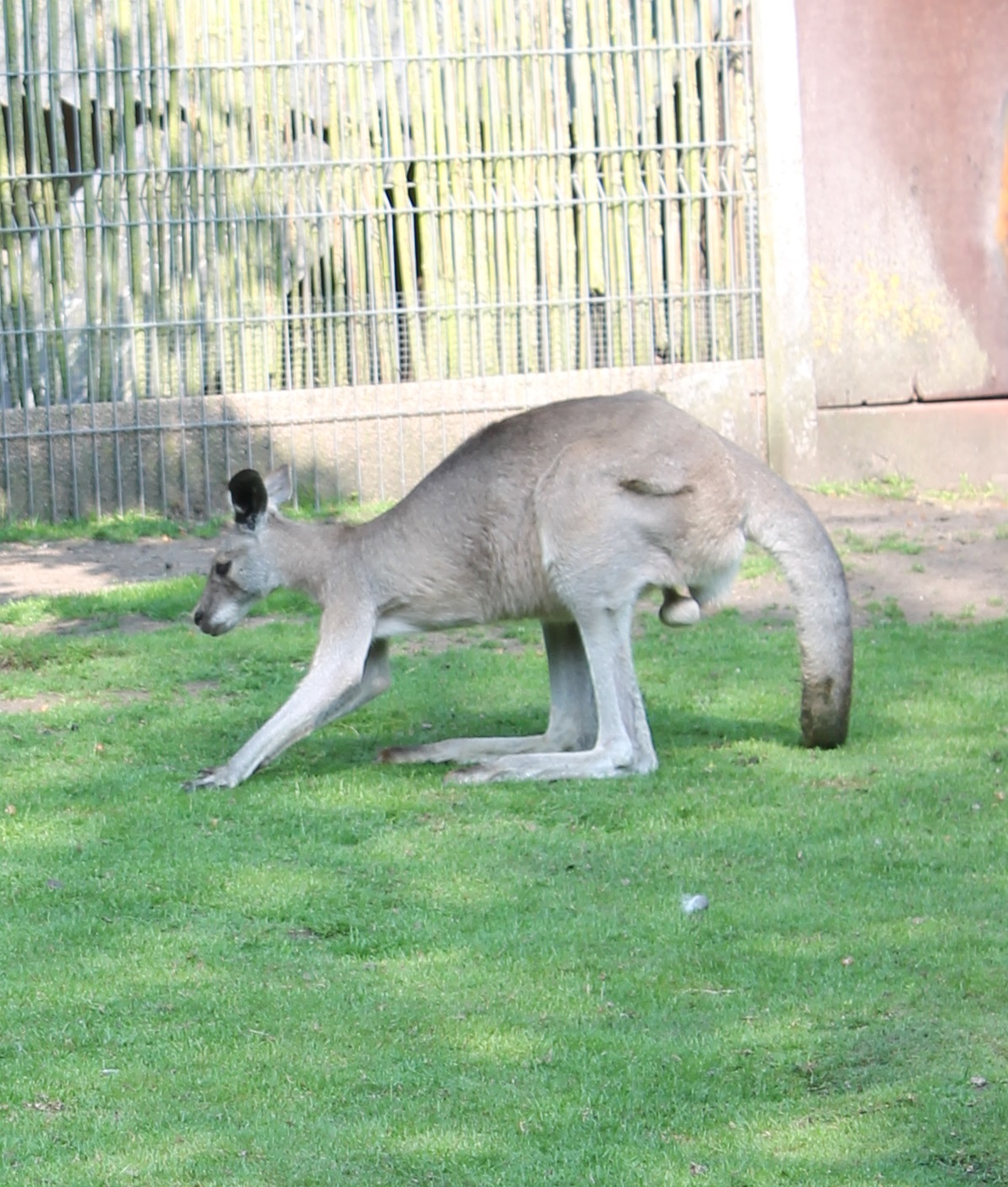 Eastern grey kangaroo