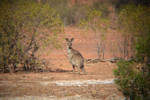 Eastern grey kangaroo