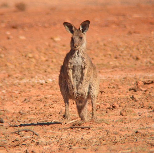 Eastern grey kangaroo