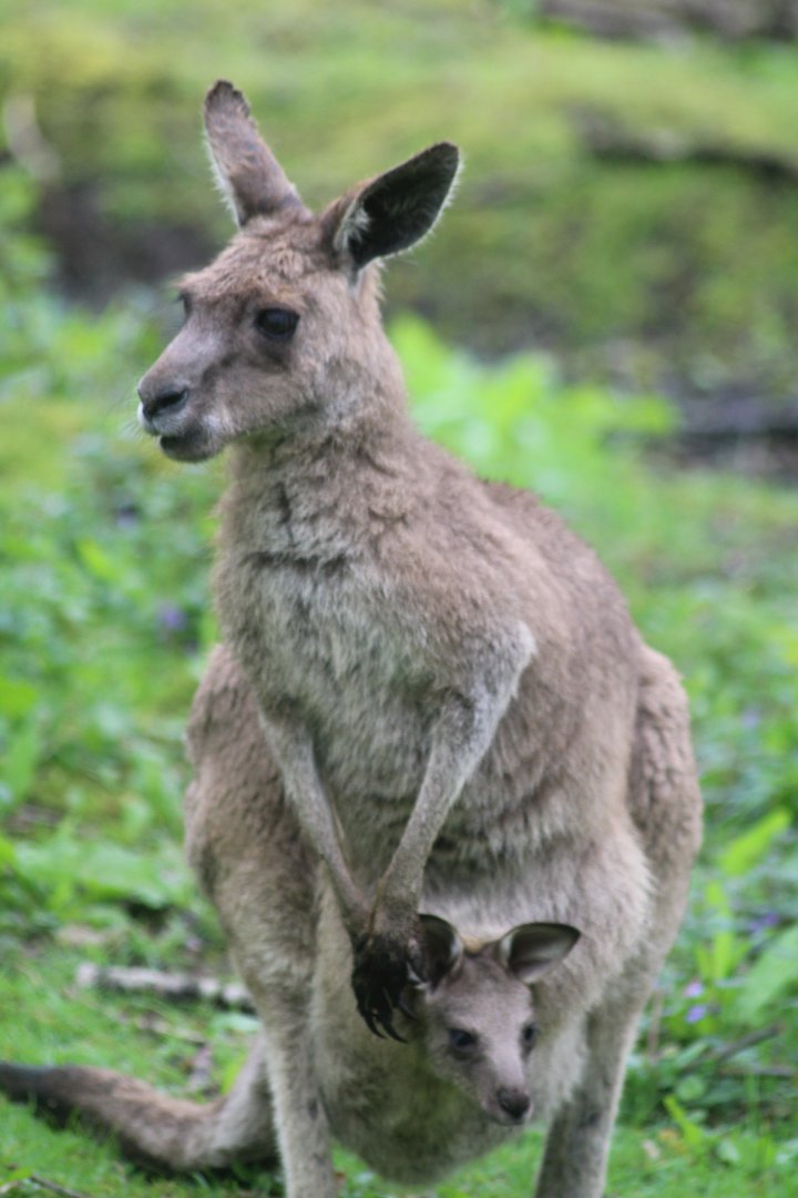 Eastern grey kangaroo