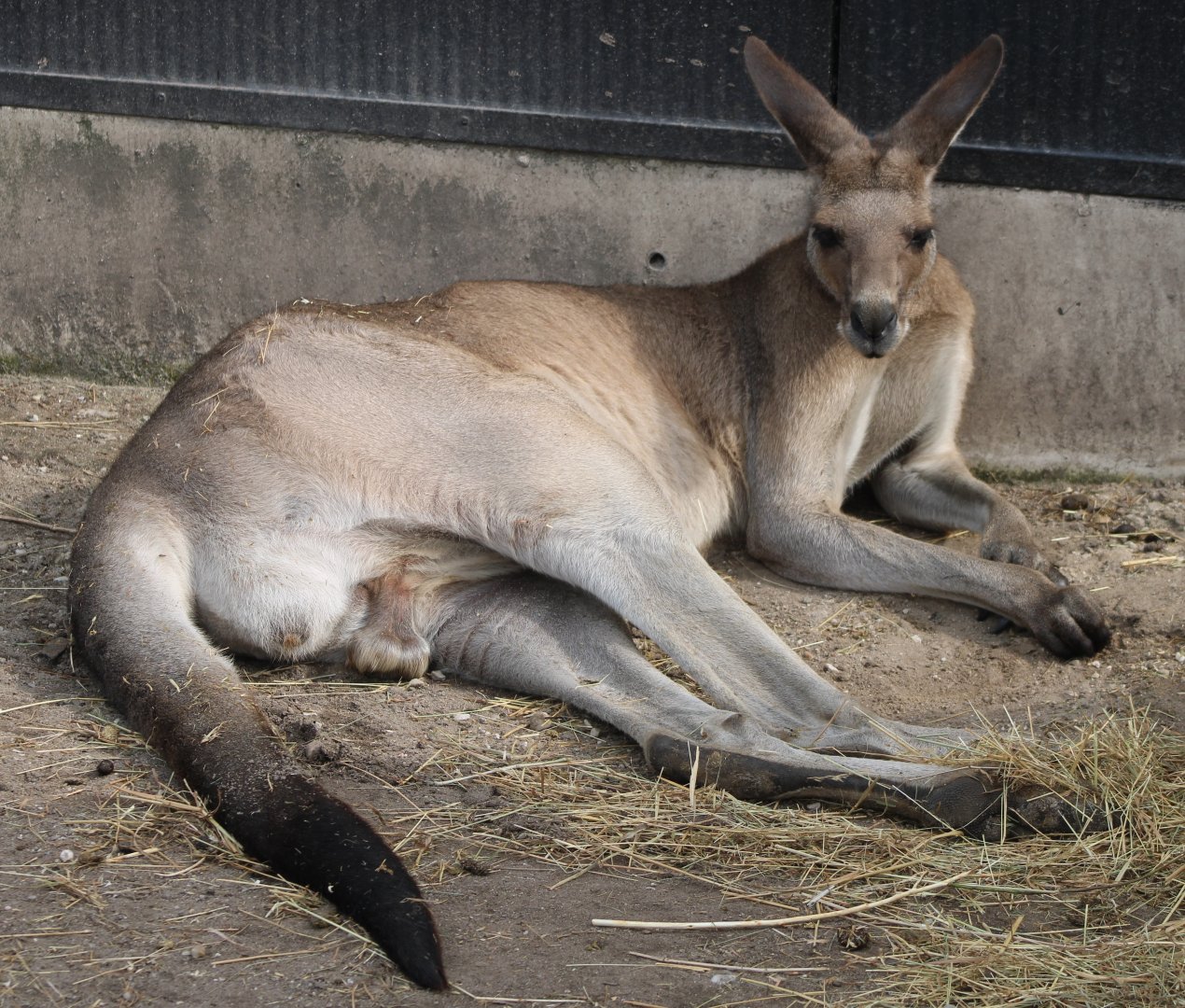 Eastern grey kangaroo