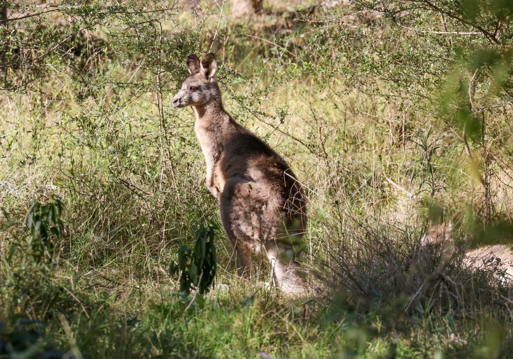 Eastern Grey Kangaroo