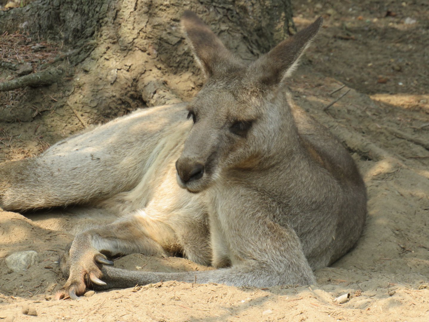Eastern grey kangaroo