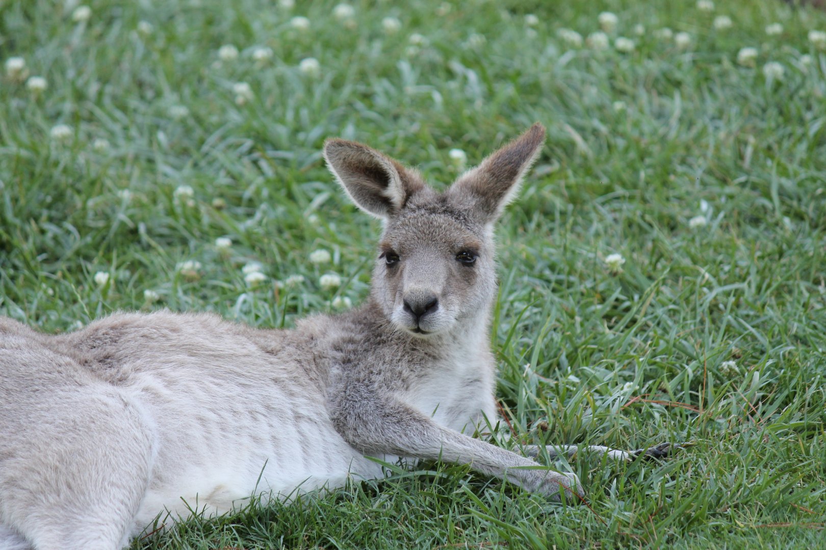 Eastern Grey Kangaroo