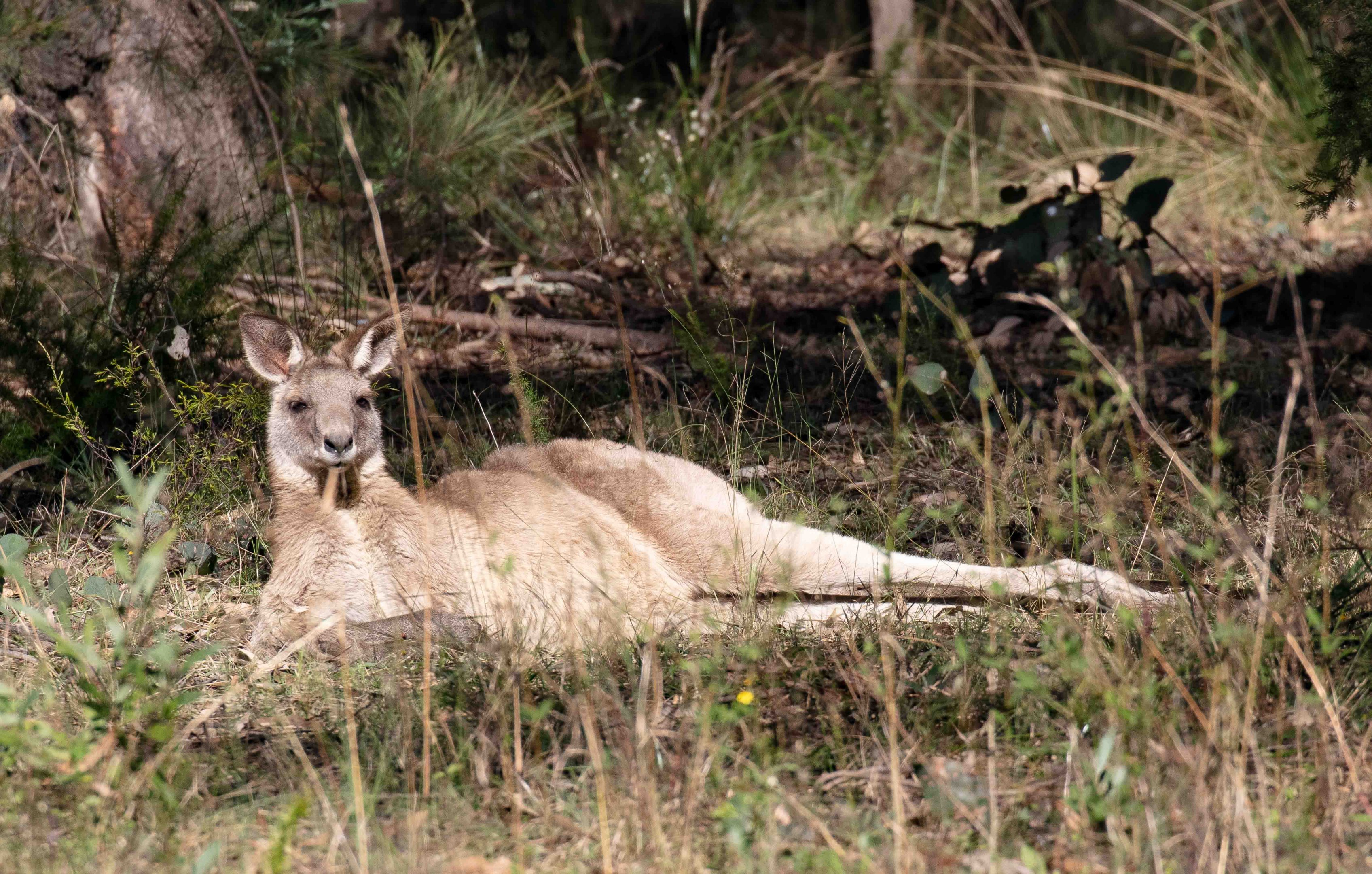 Eastern Grey Kangaroo