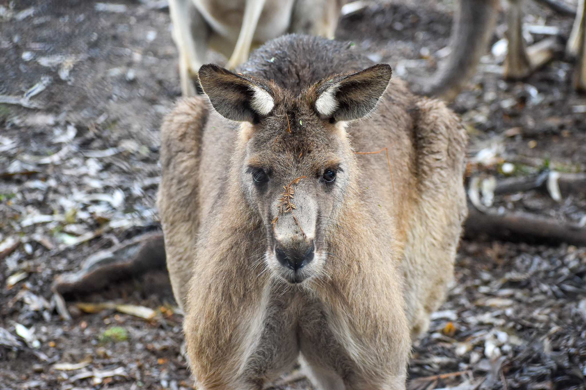 Eastern Grey Kangaroo