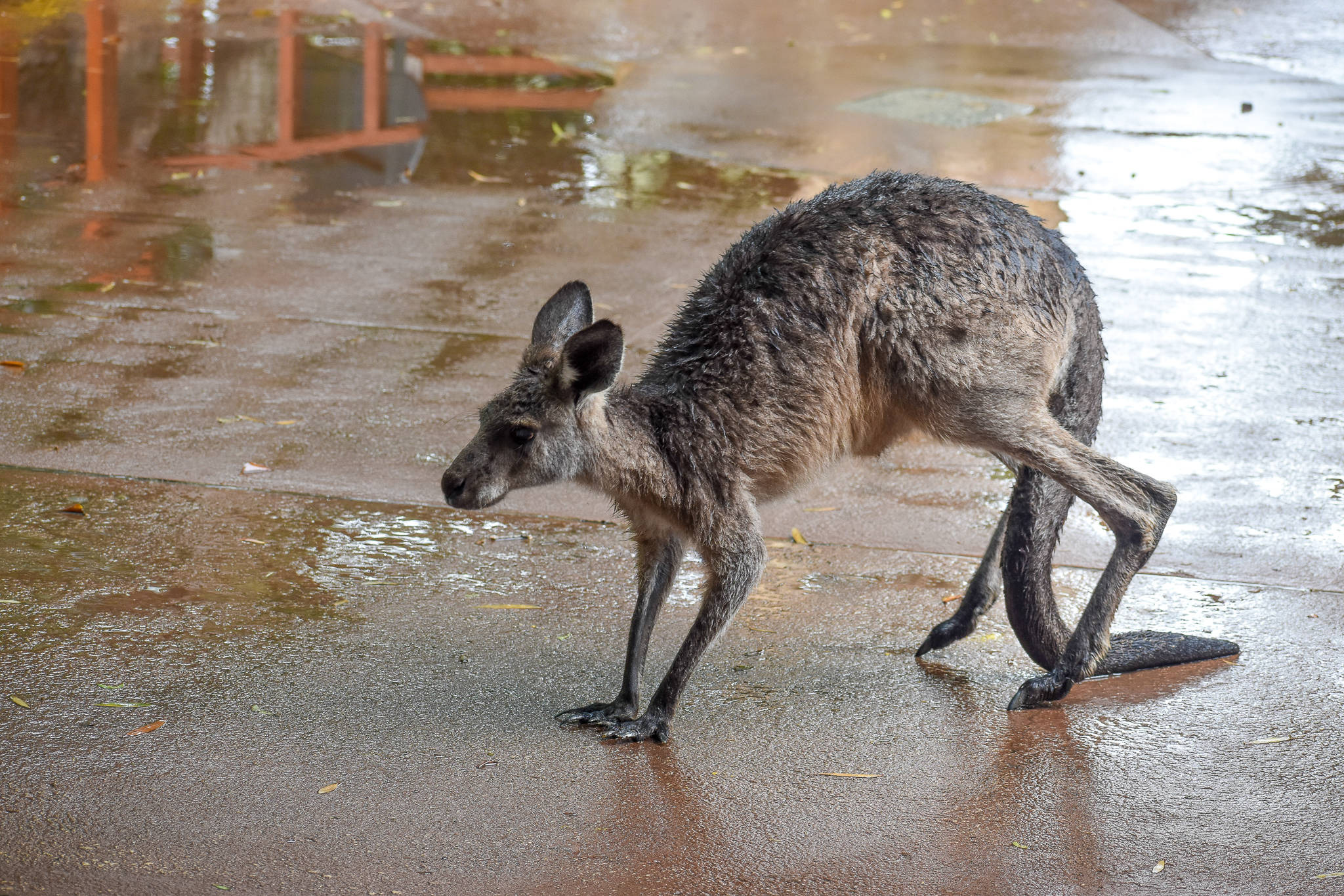 Eastern Grey Kangaroo