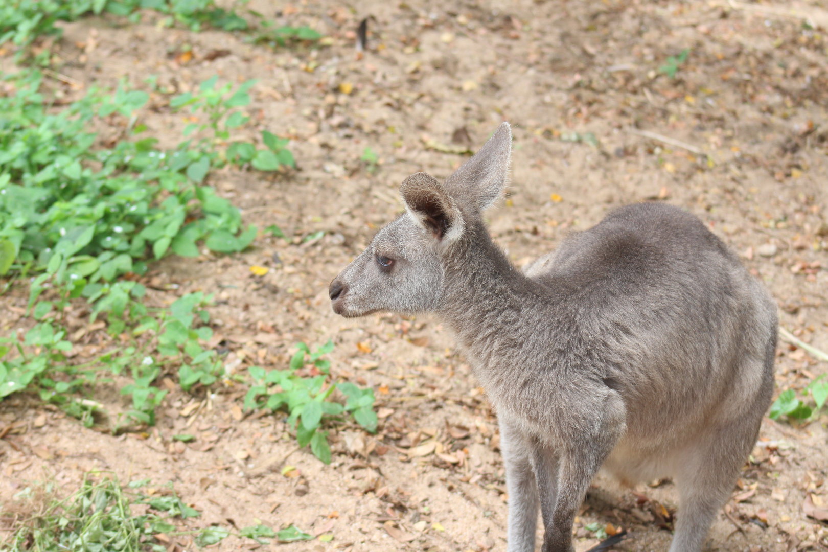 Eastern grey kangaroo