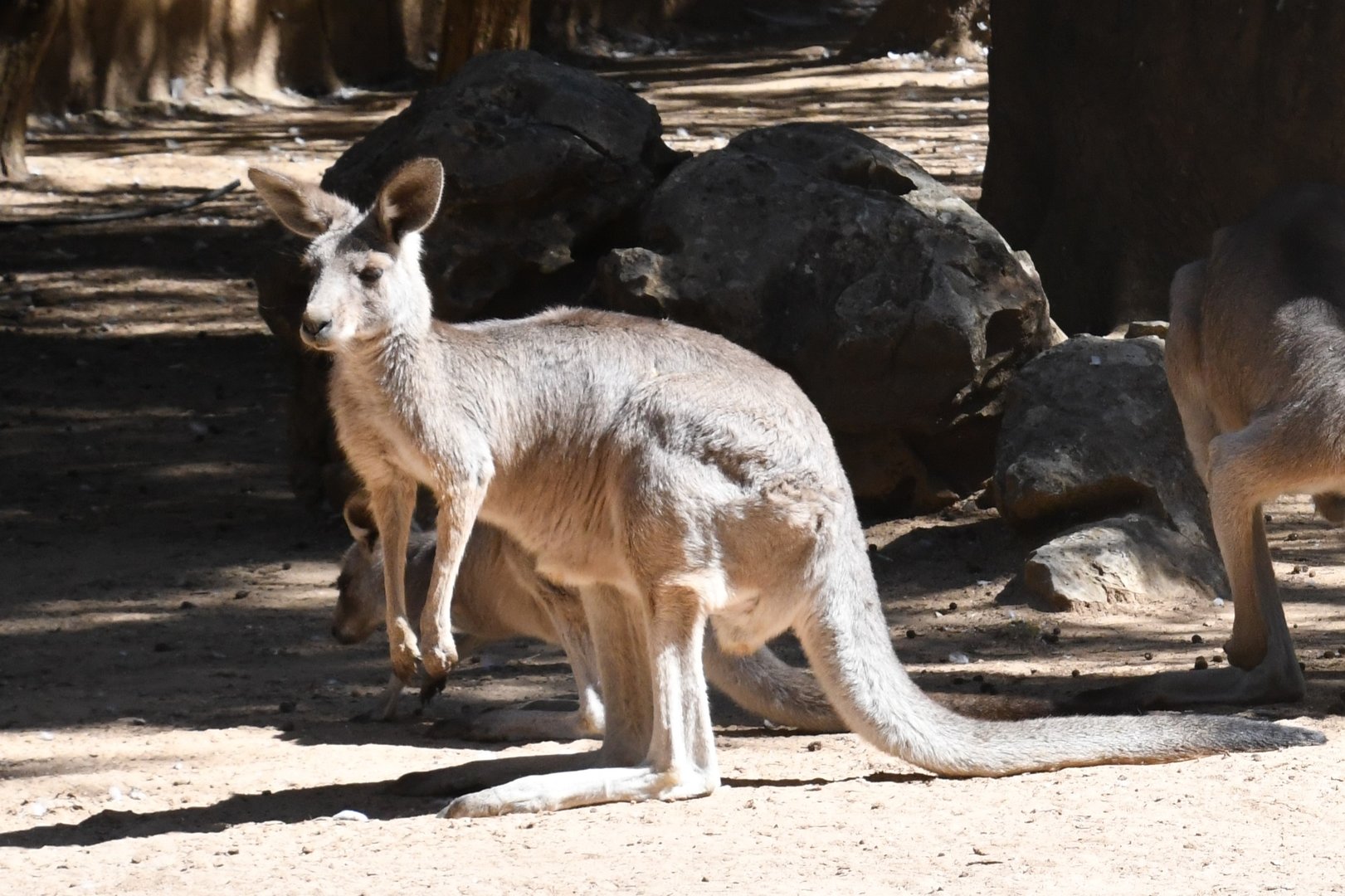 Eastern Grey Kangaroo