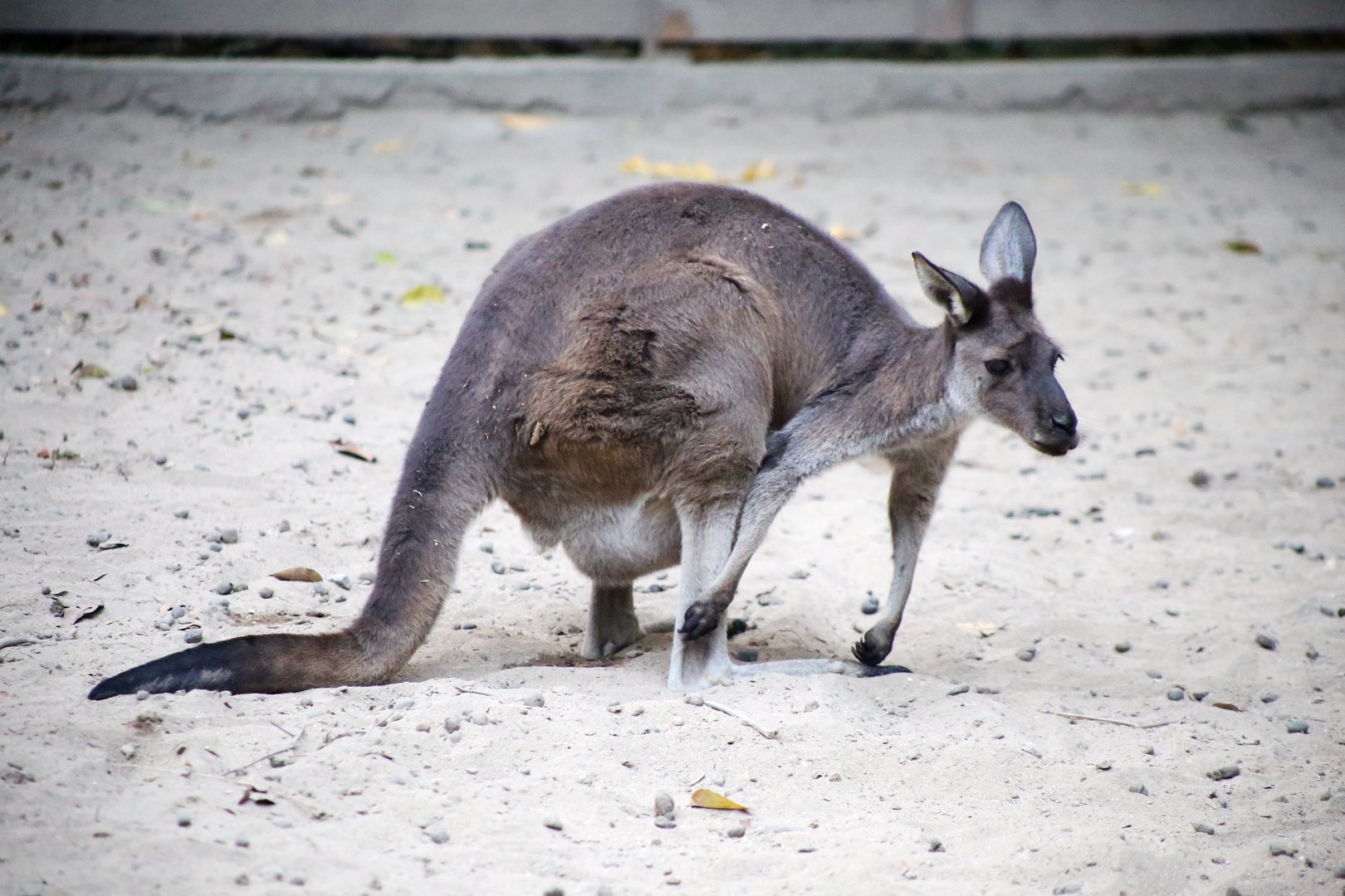 Eastern Grey Kangaroo