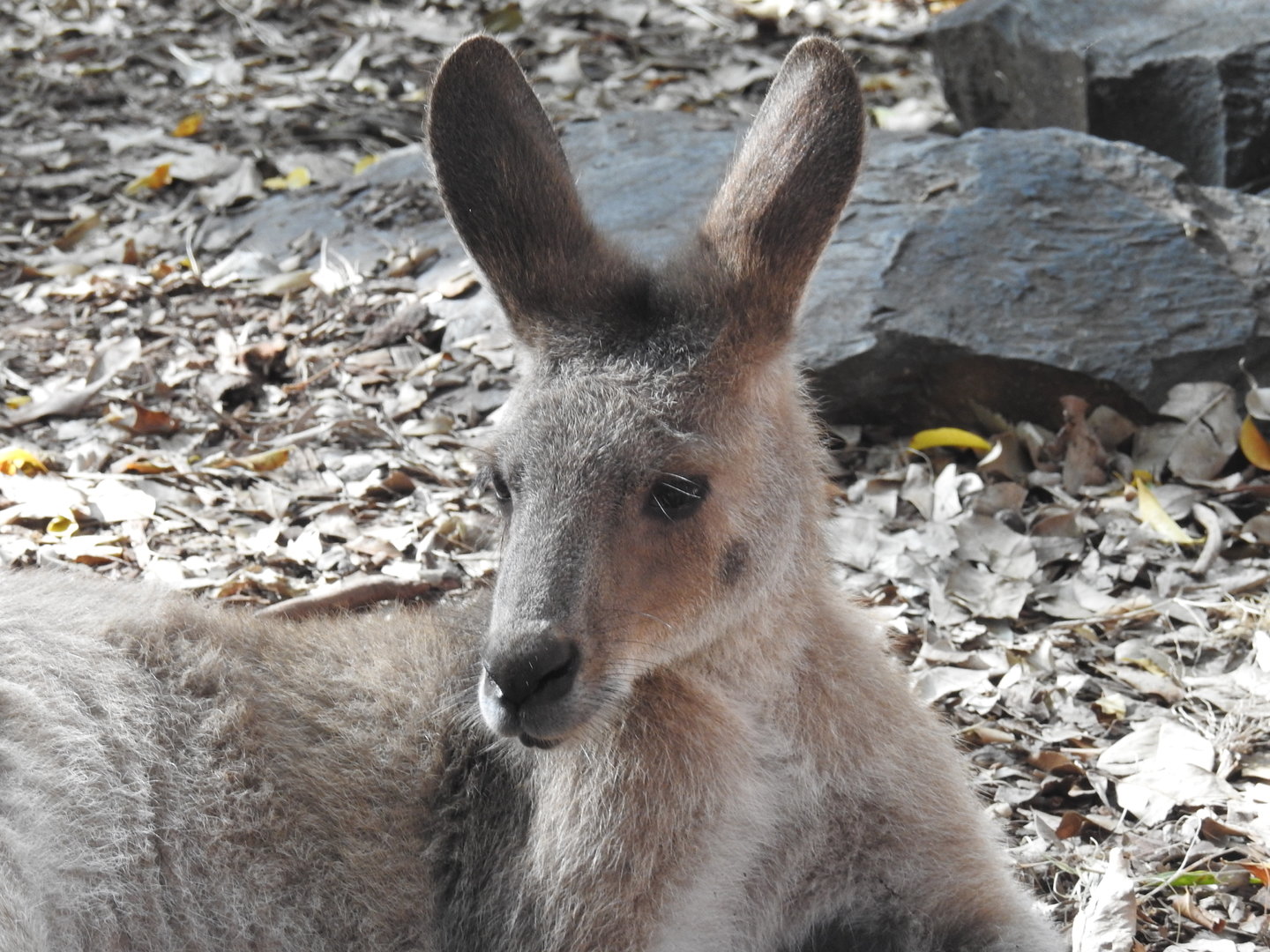 Eastern Grey-Kangaroo