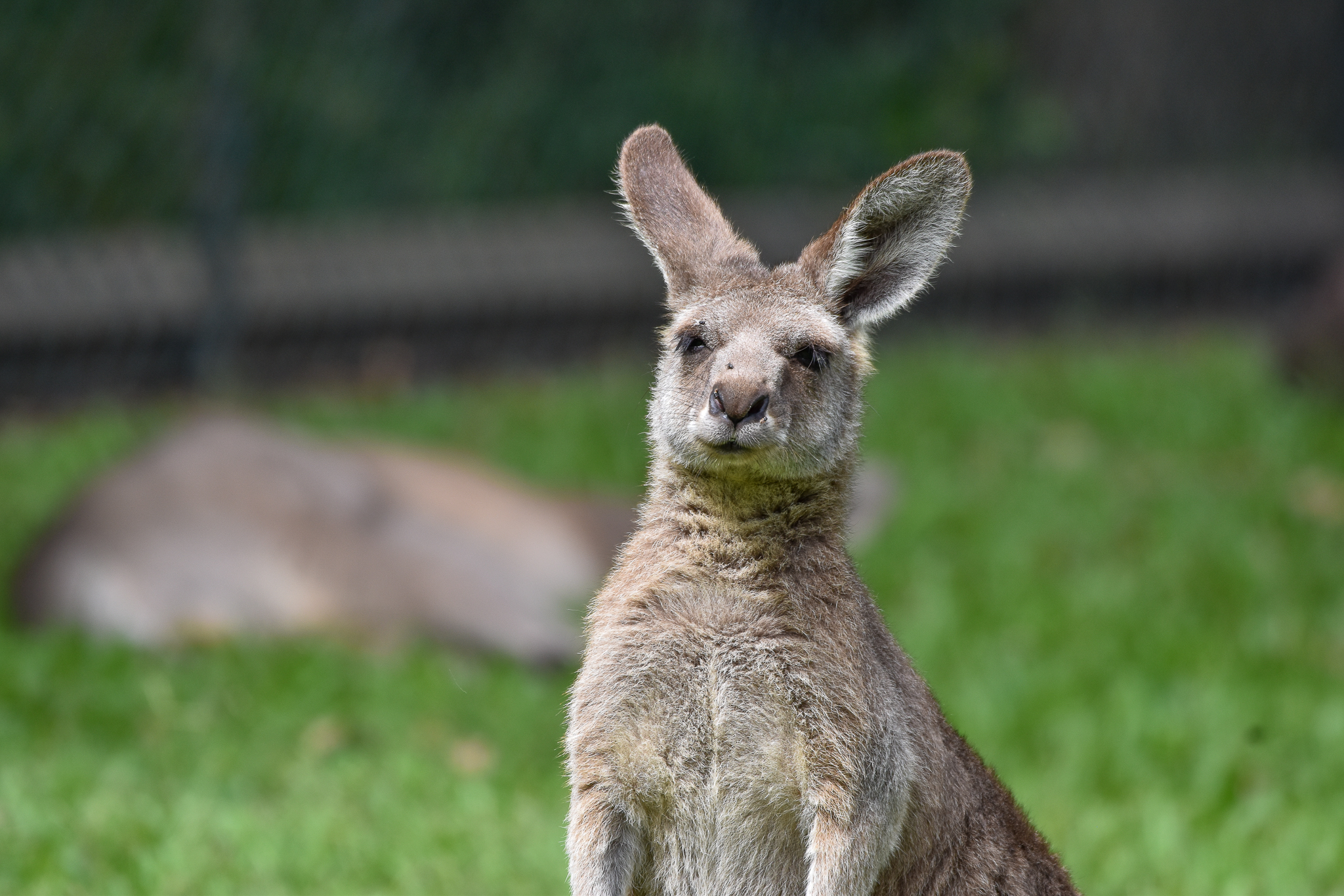 Eastern Grey Kangaroo