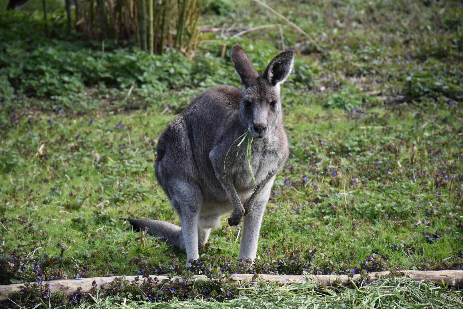 Eastern grey kangaroo