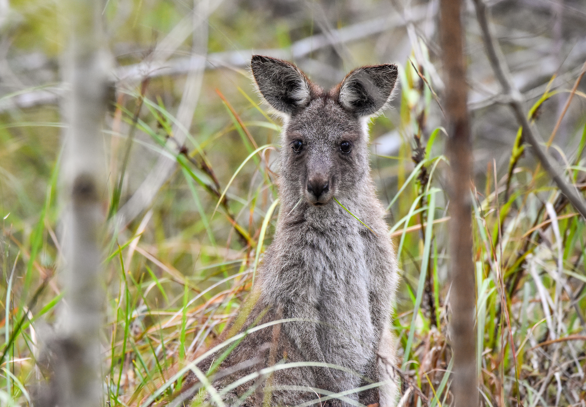 Eastern Grey Kangaroo