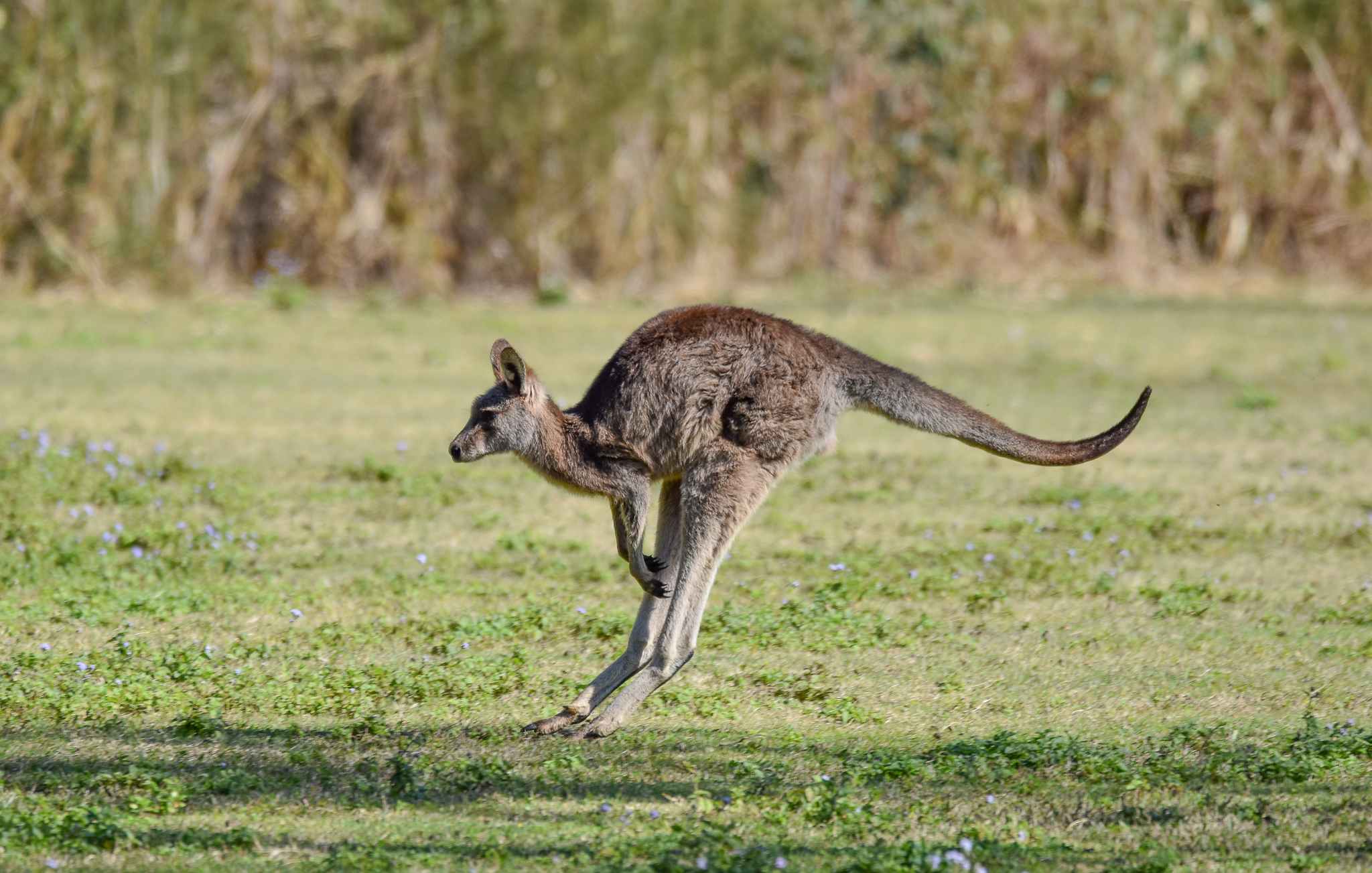 Eastern Grey Kangaroo