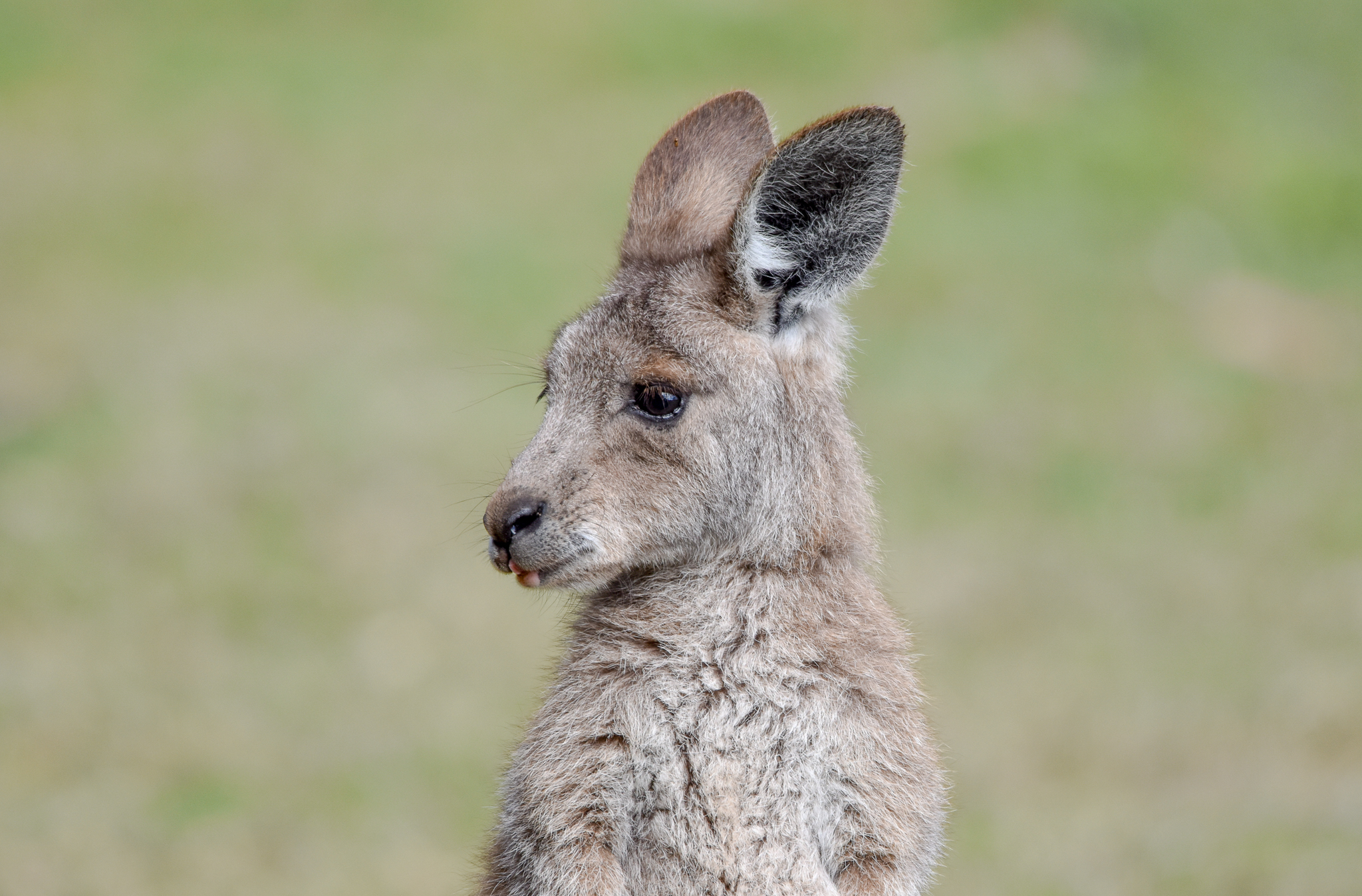 Eastern Grey Kangaroo