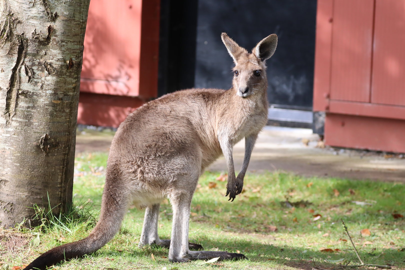 Eastern Grey Kangaroo