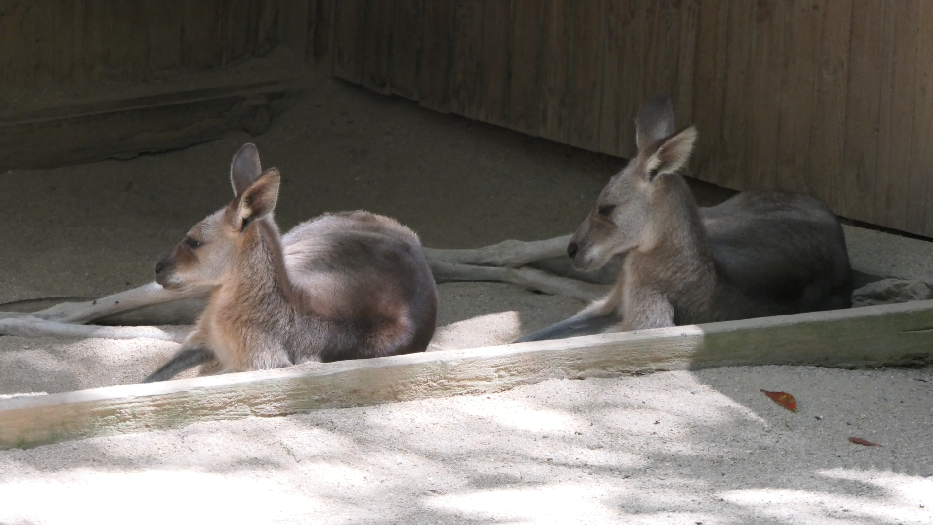 Eastern Grey Kangaroo