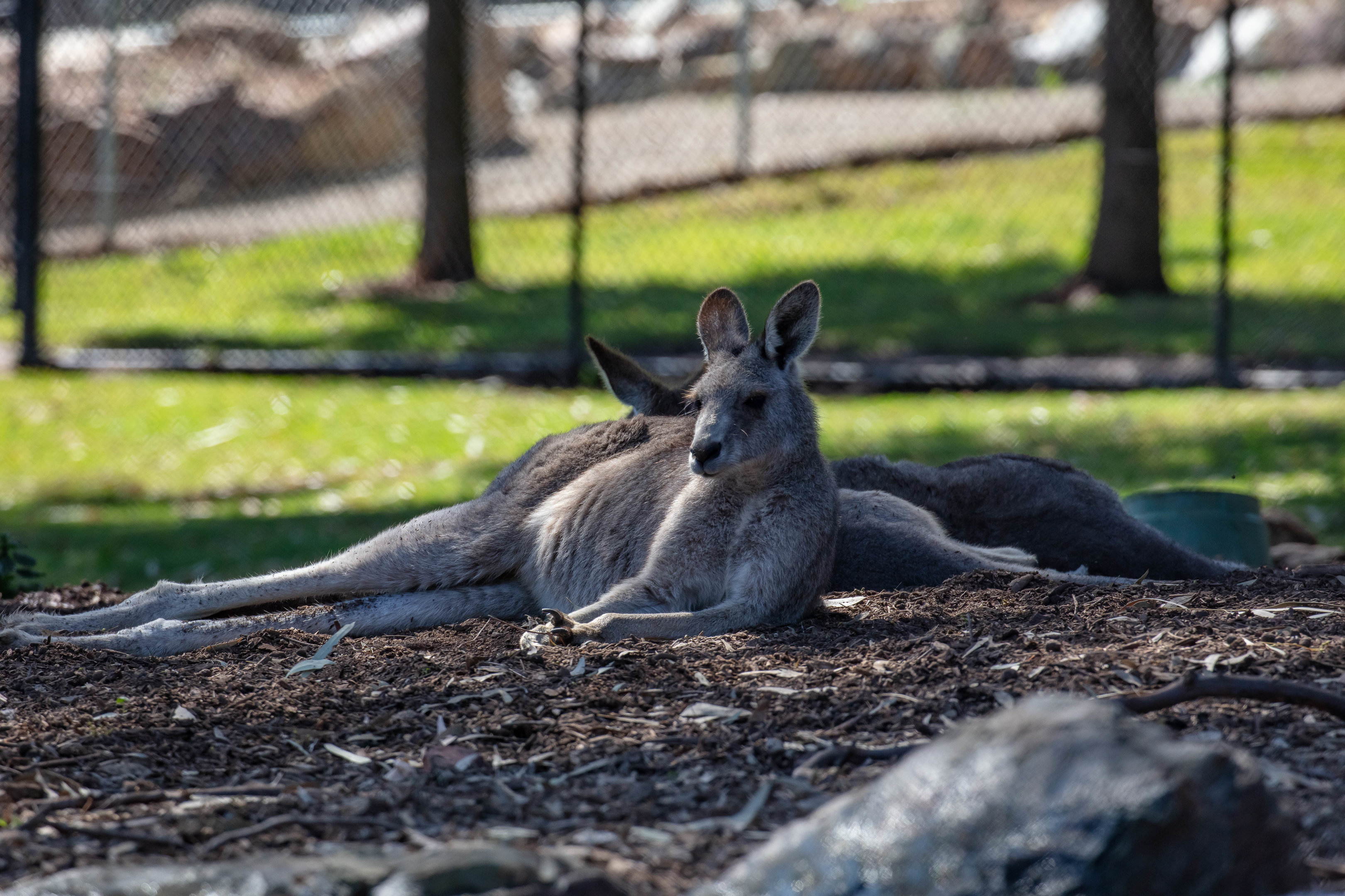Eastern Grey Kangaroo