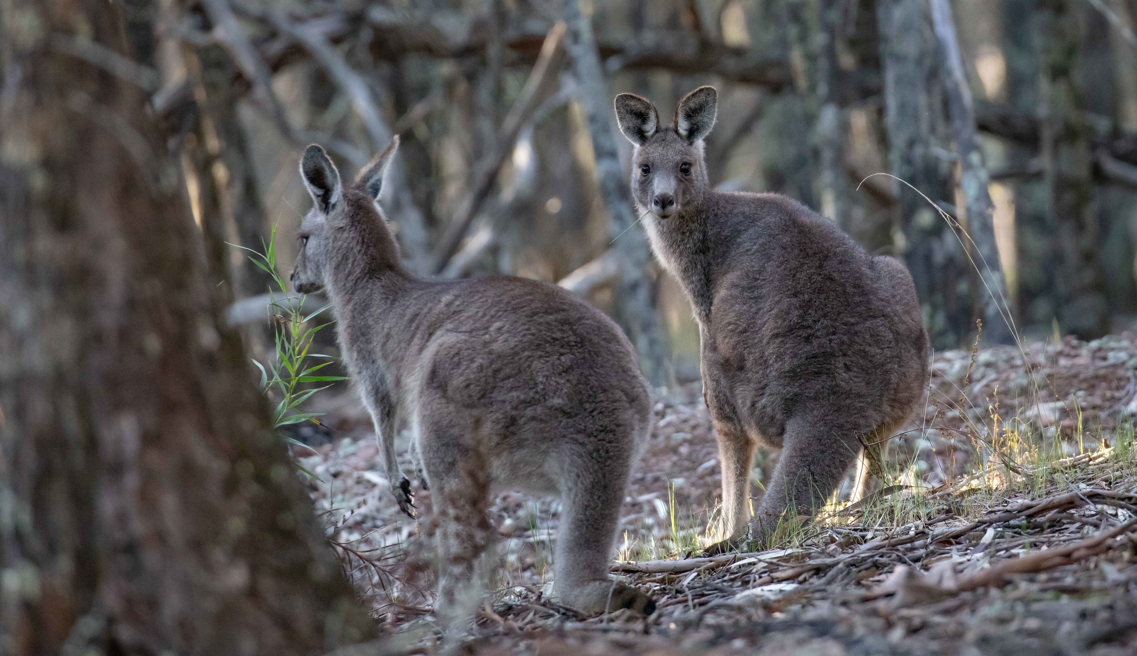 Eastern Grey Kangaroo
