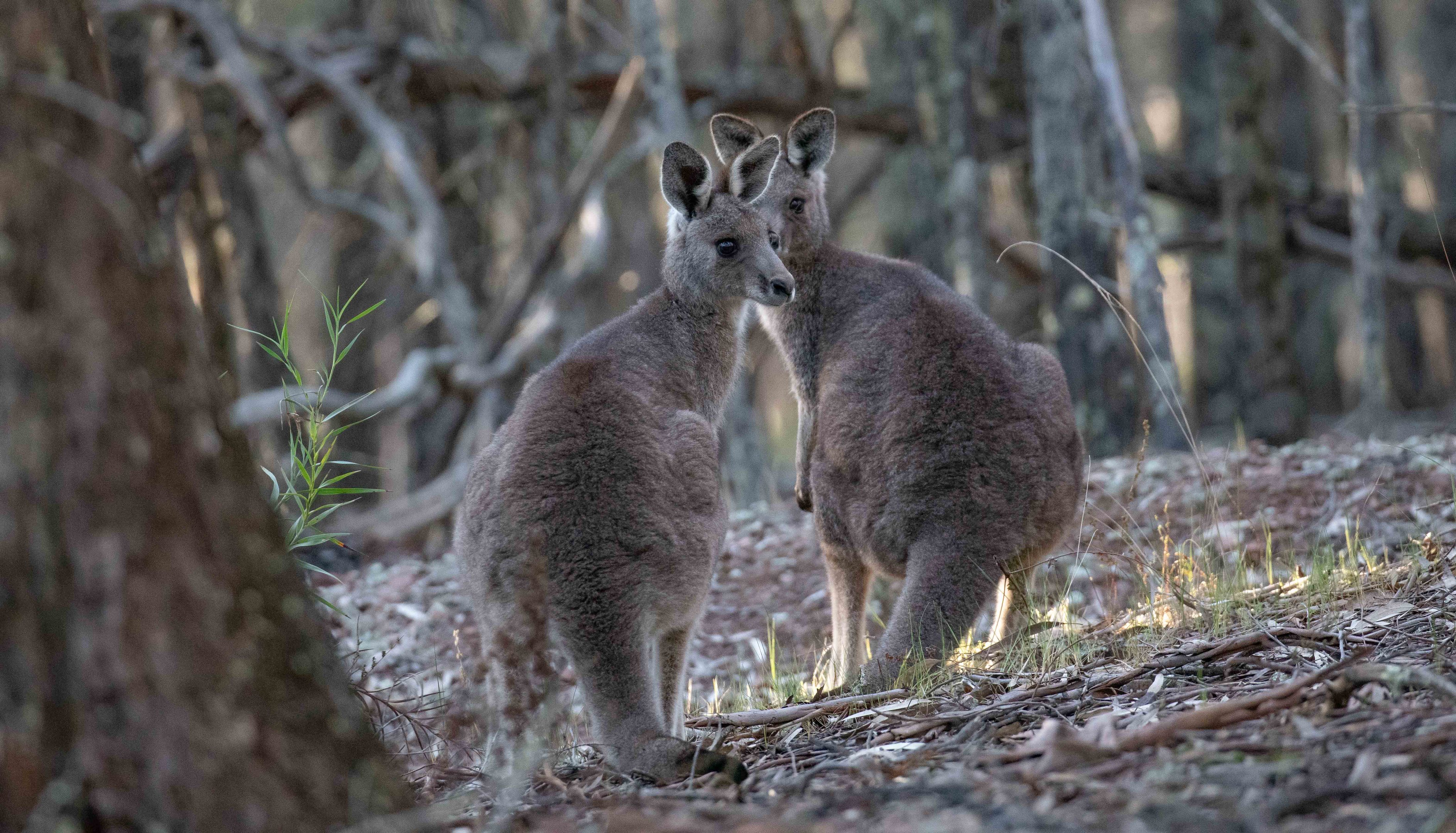 Eastern Grey Kangaroo