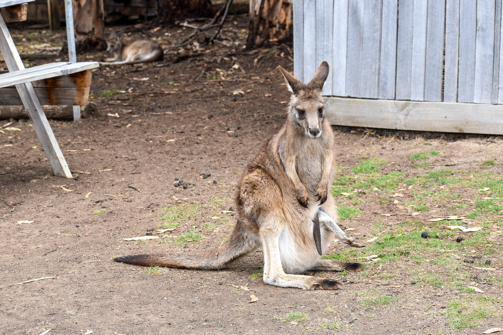 Eastern Grey Kangaroo
