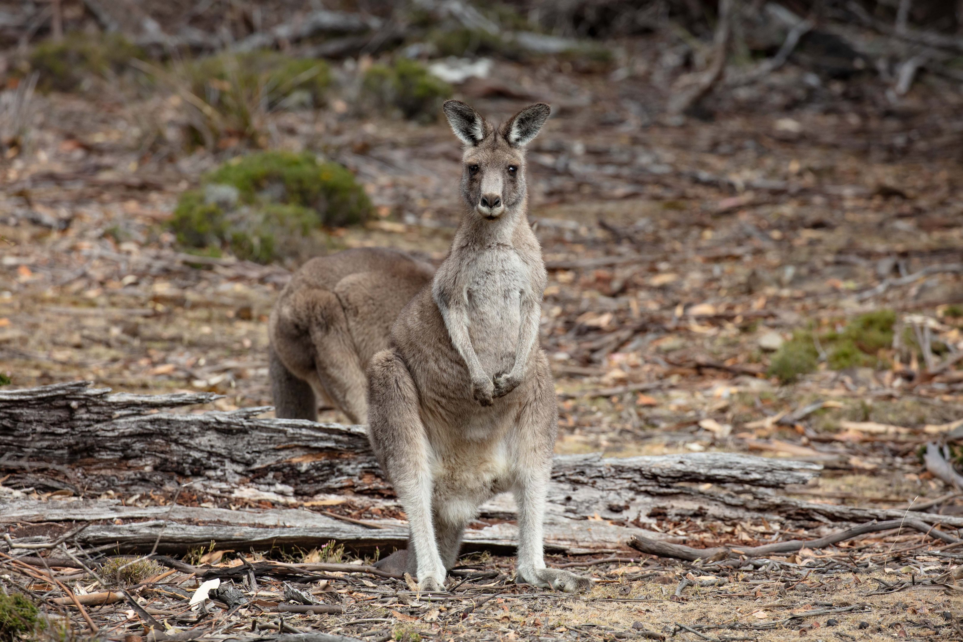 Eastern Grey Kangaroo