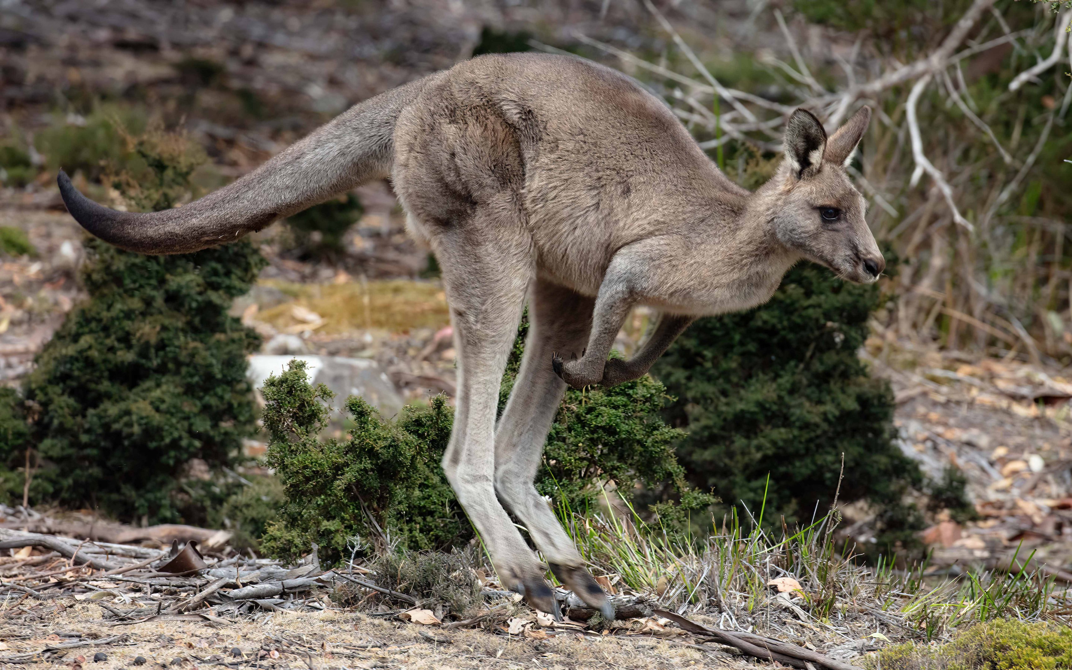 Eastern Grey Kangaroo