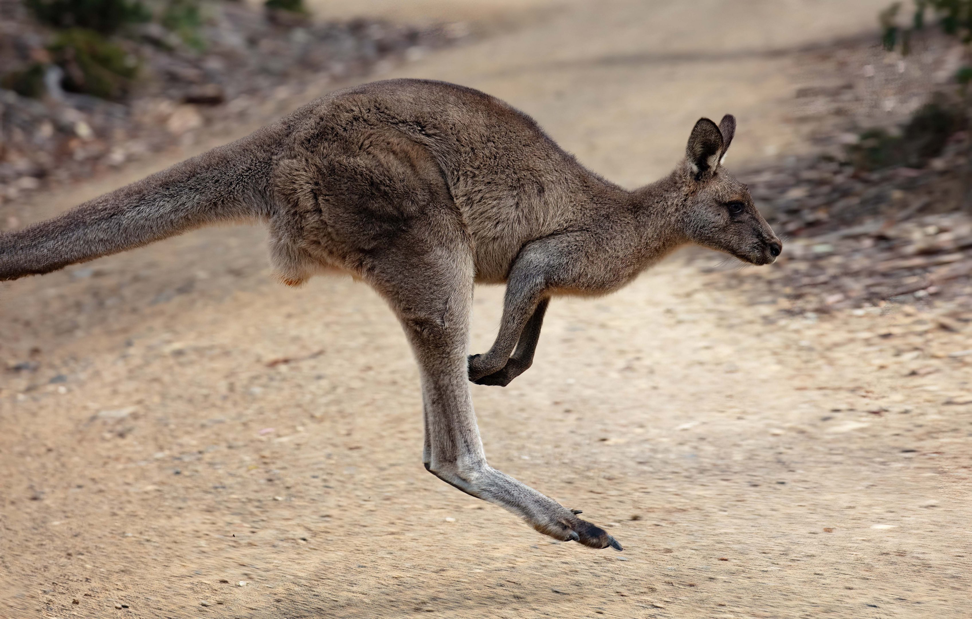 Eastern Grey Kangaroo