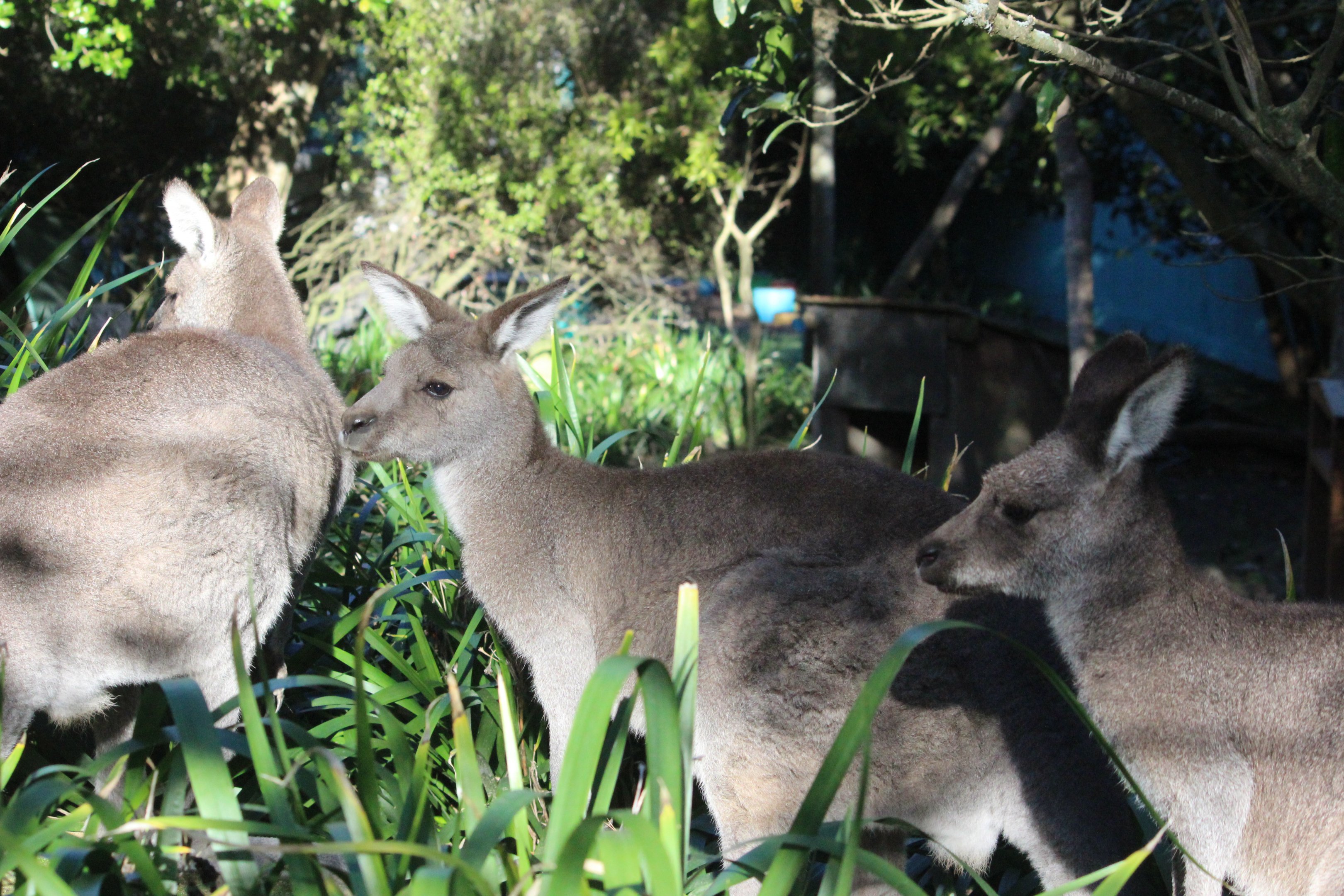 Eastern Grey Kangaroo