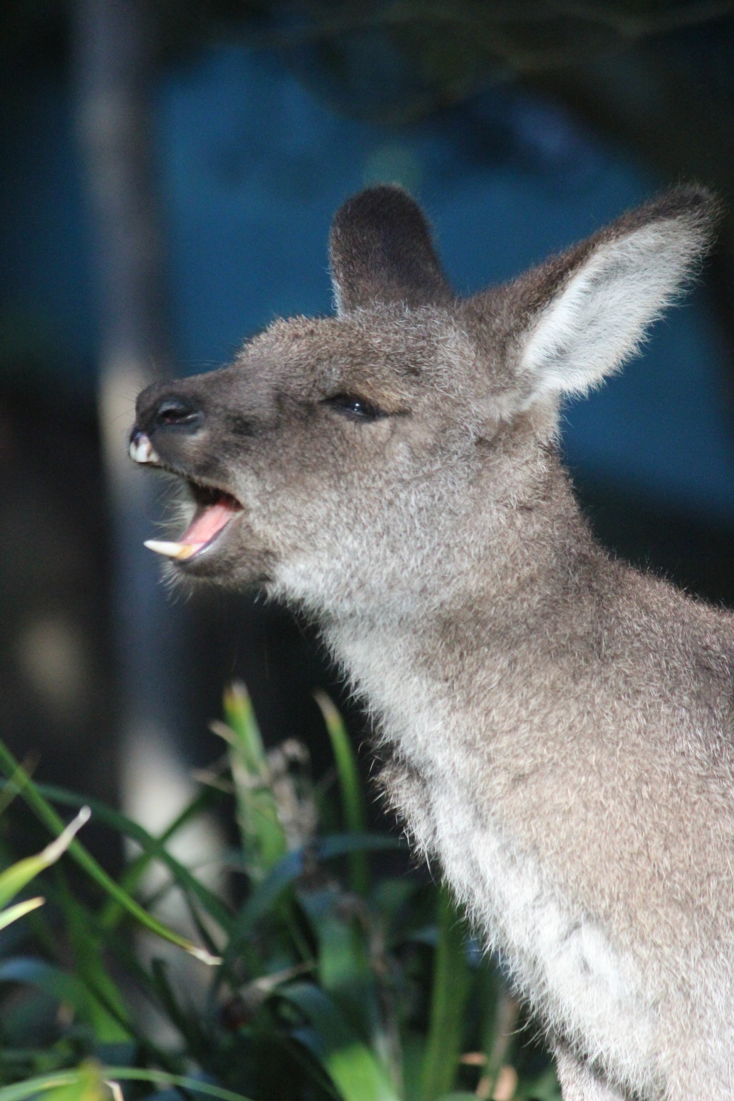 Eastern Grey Kangaroo