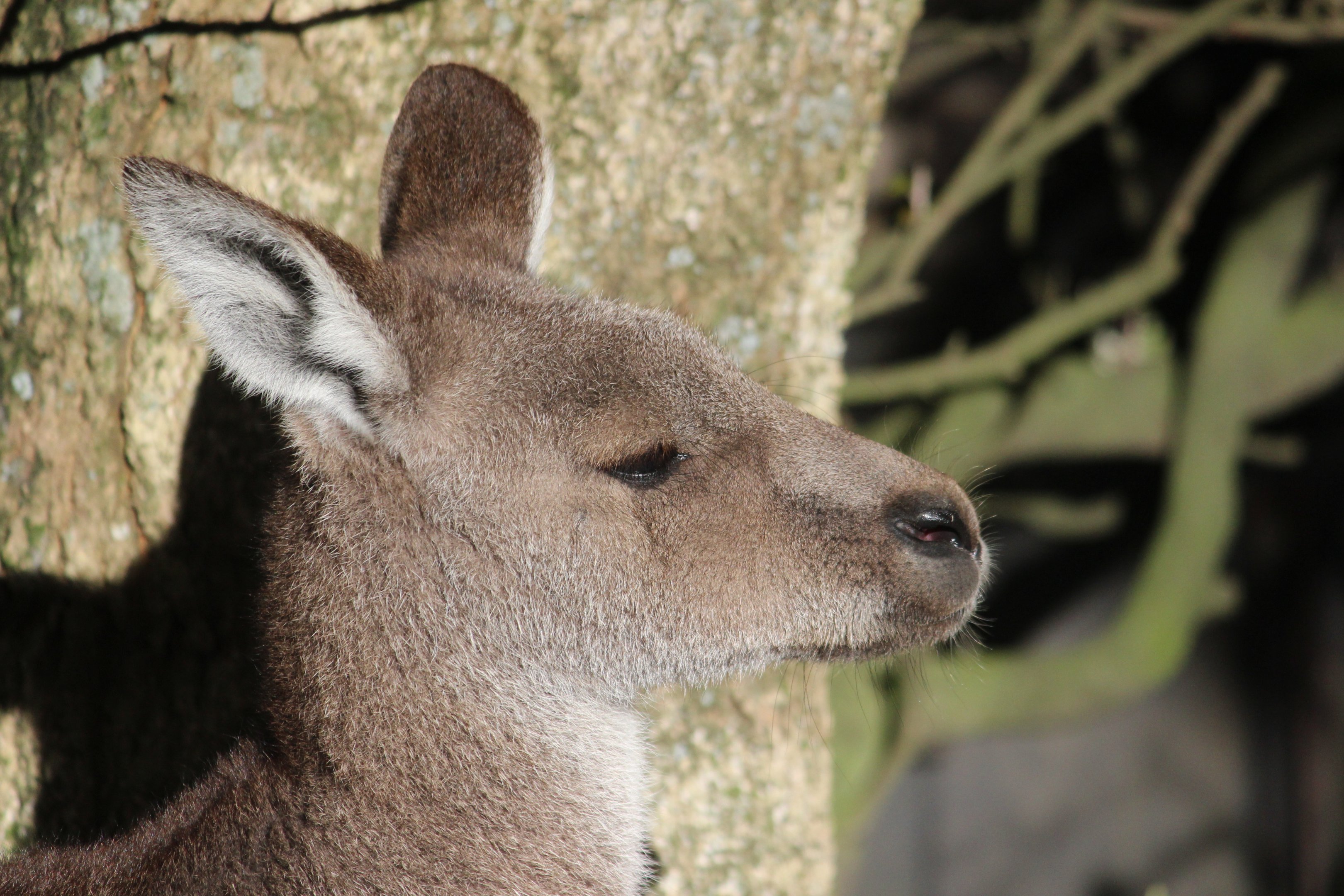 Eastern Grey Kangaroo