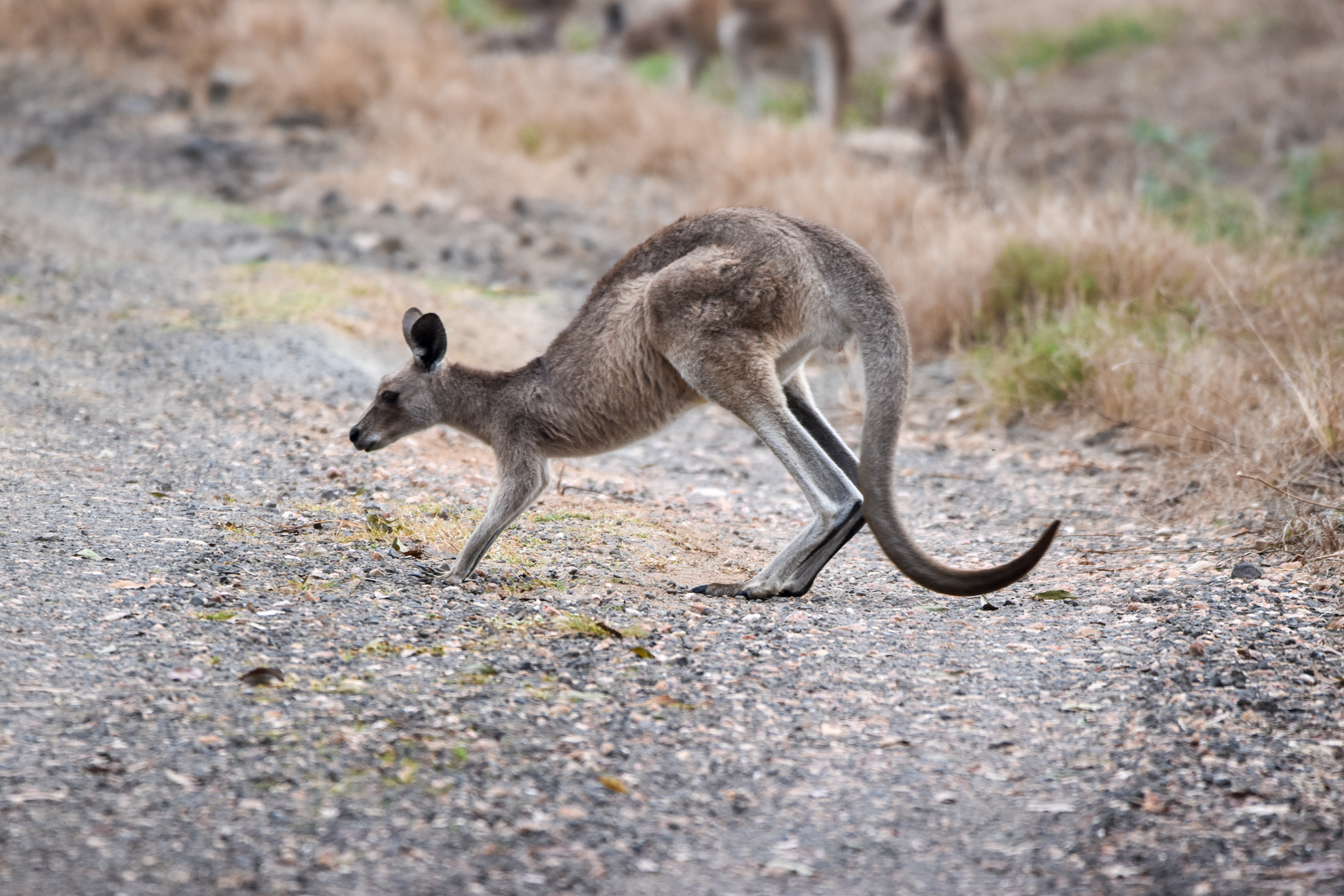 Eastern Grey Kangaroo